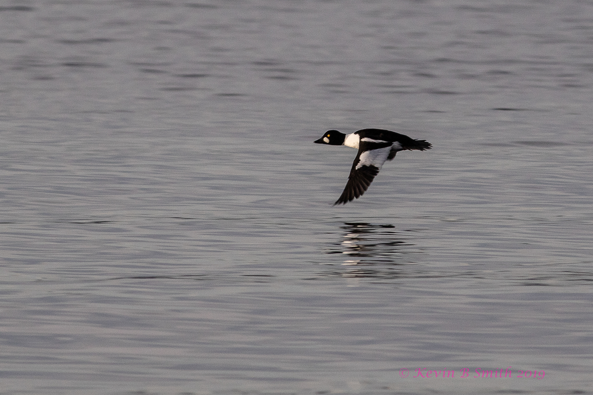 Drake in flight