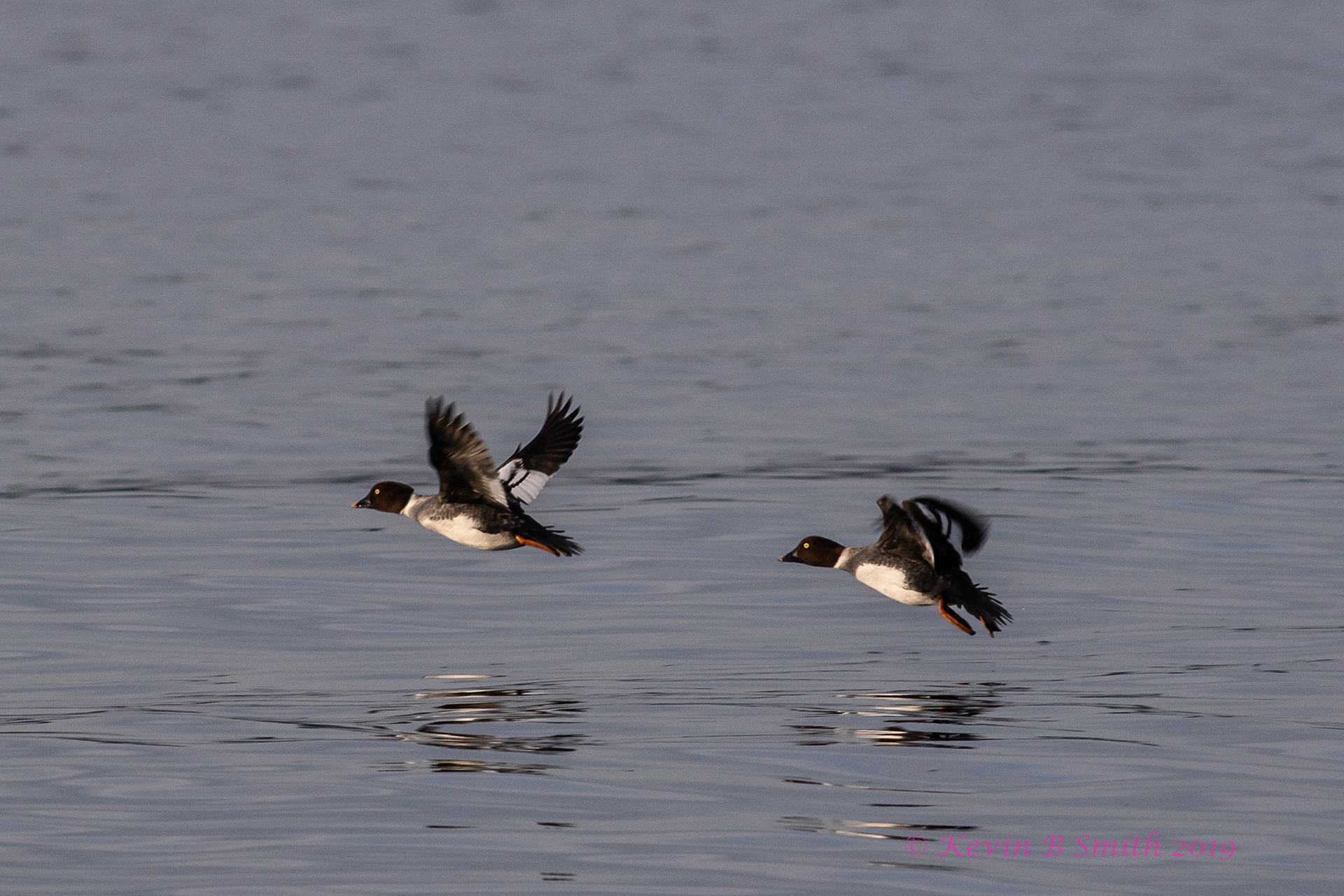 Hens in flight