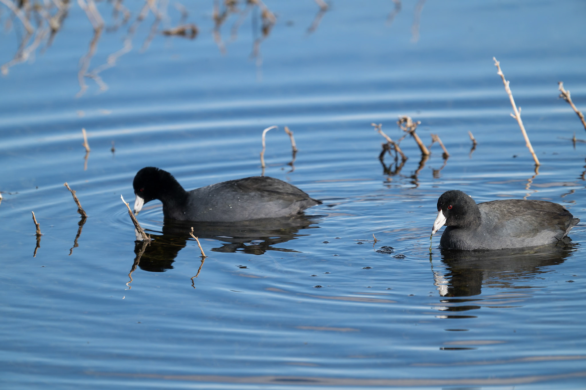 Bosque del Apache