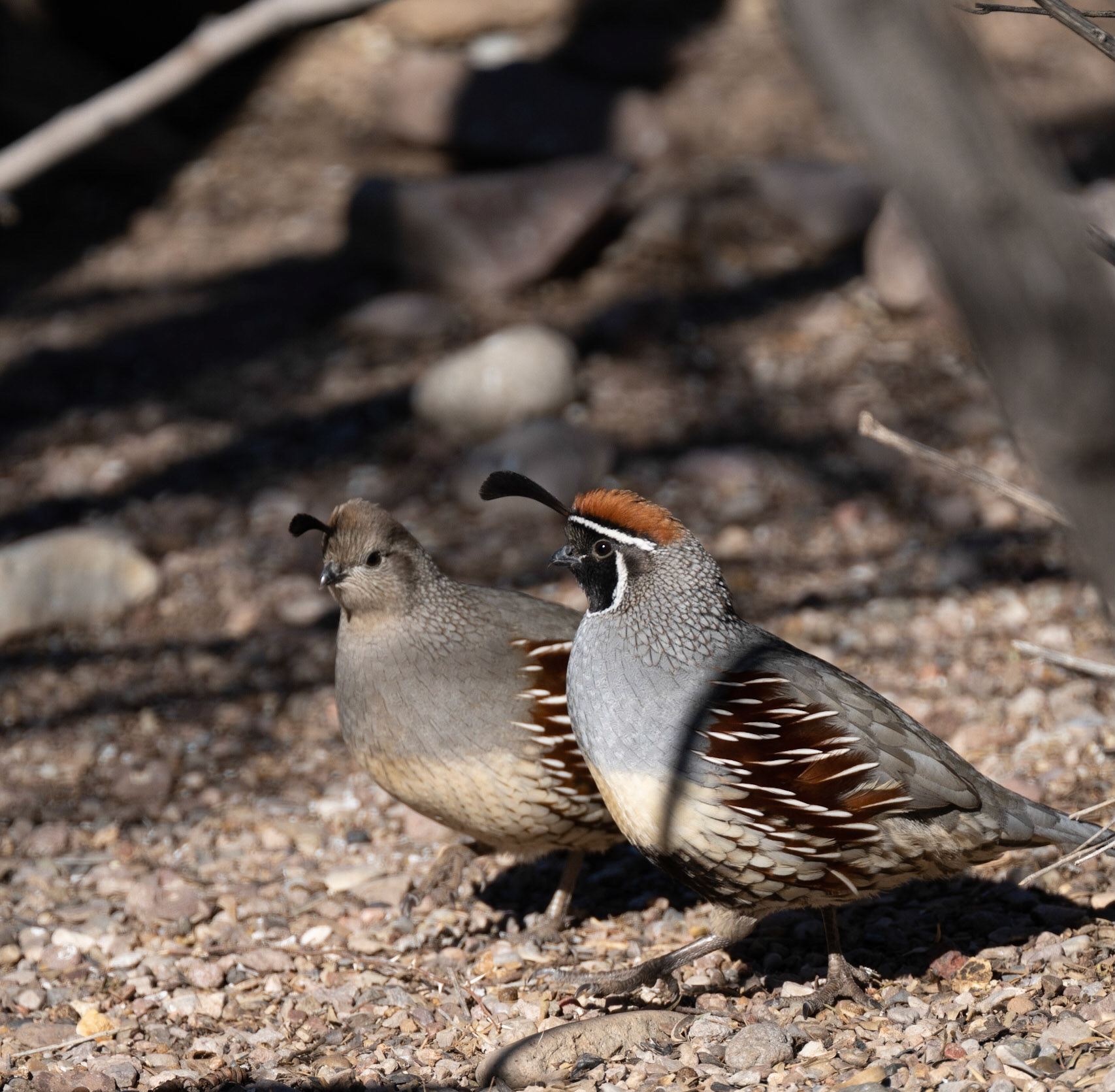 Bosque del Apache - Gambel's Quail