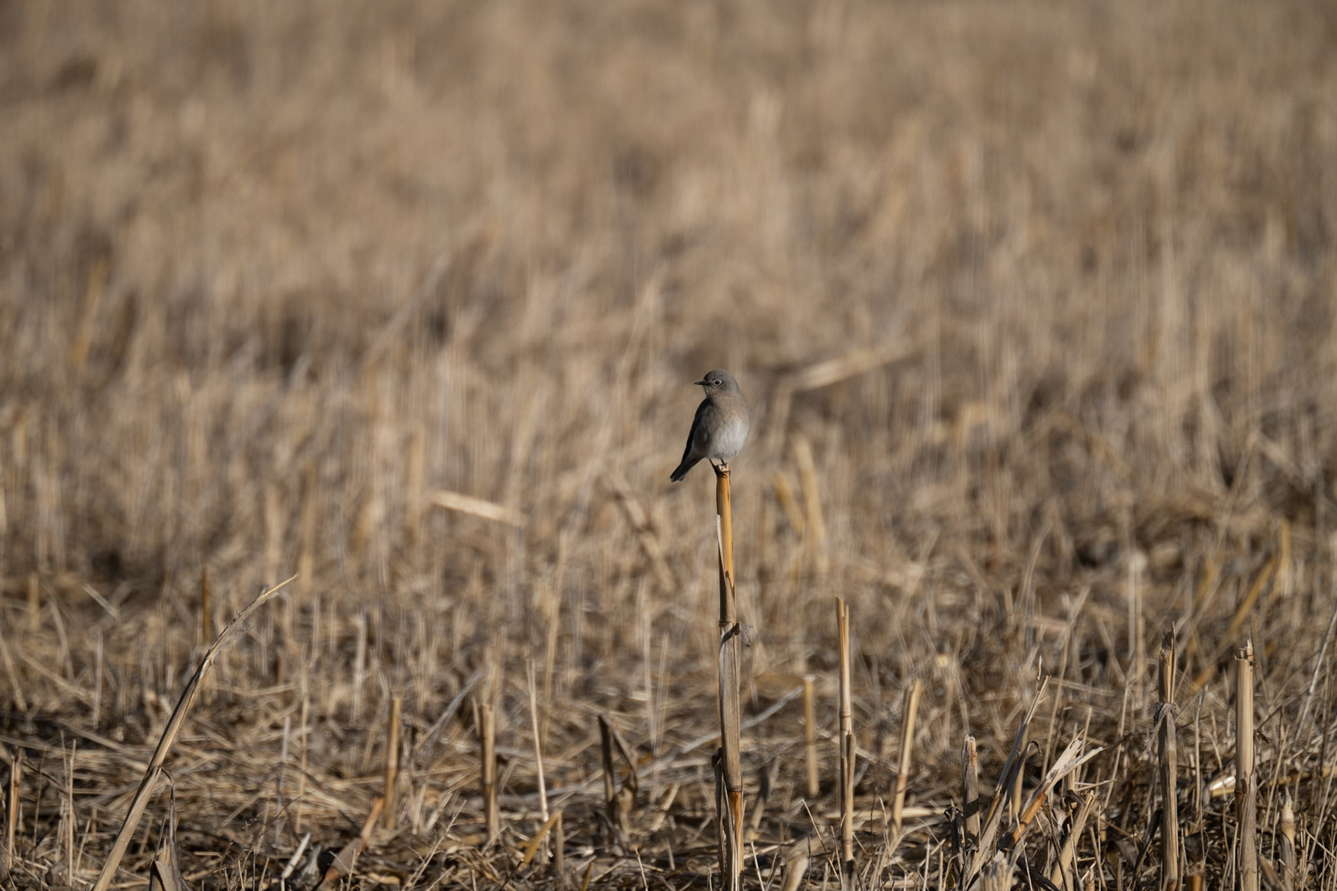 Bernado Waterfowl Management Area - Mountan Blue Bird