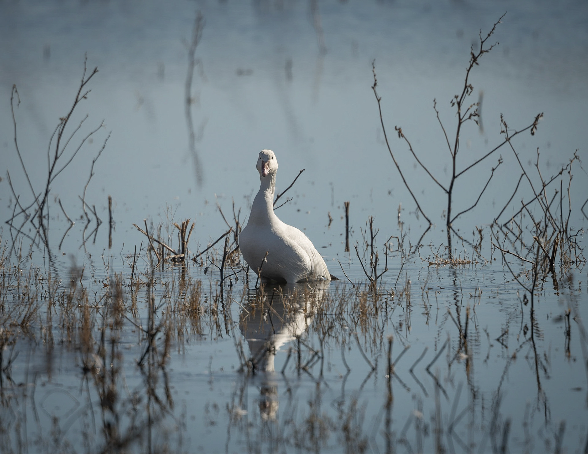Bosque del Apache - Snow Geese