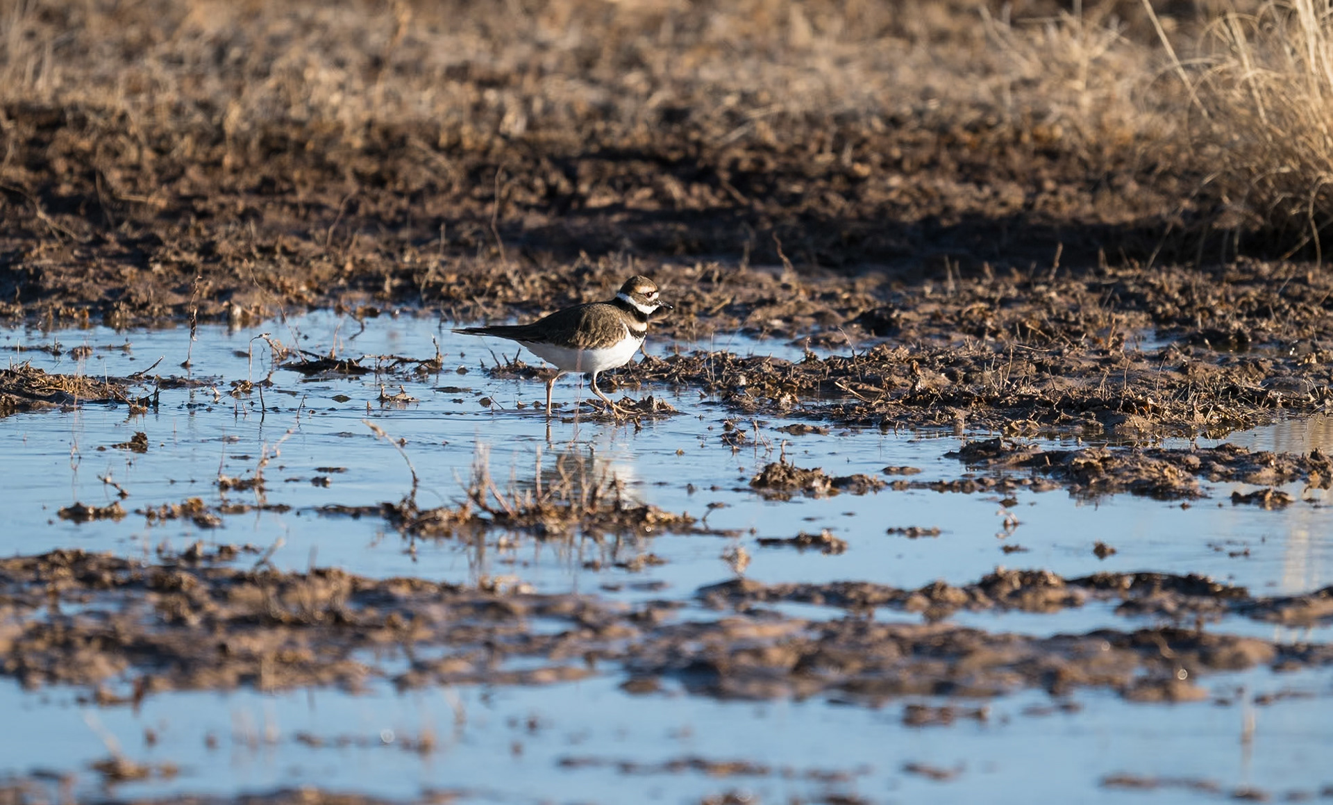 Bernado Waterfowl Management Area
