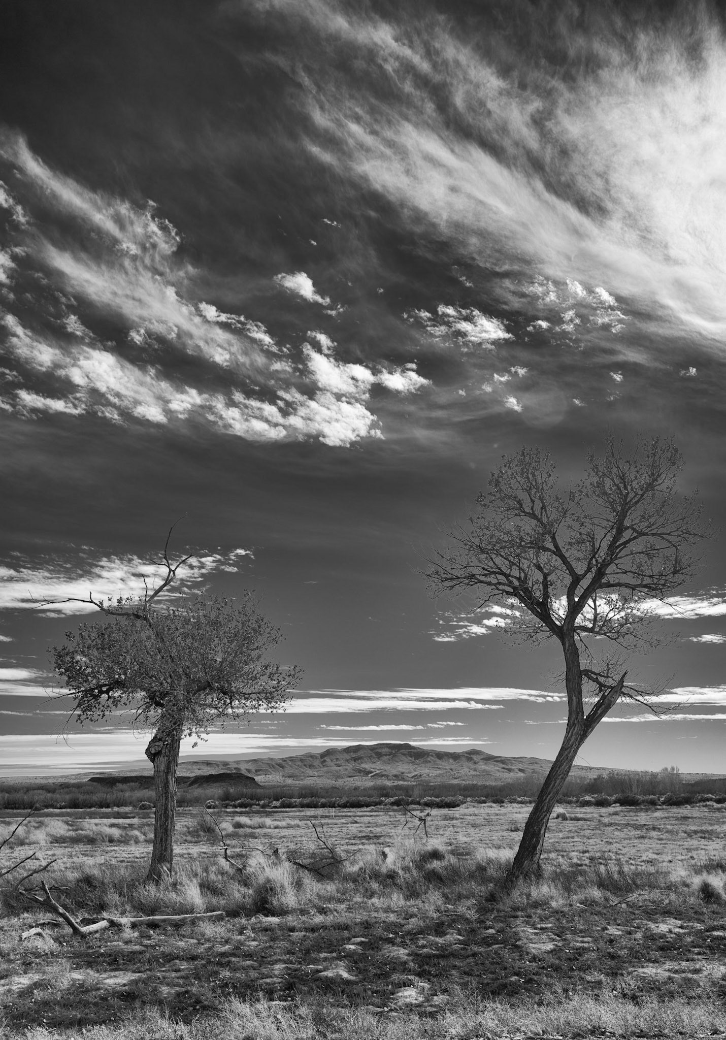 Bosque del Apache