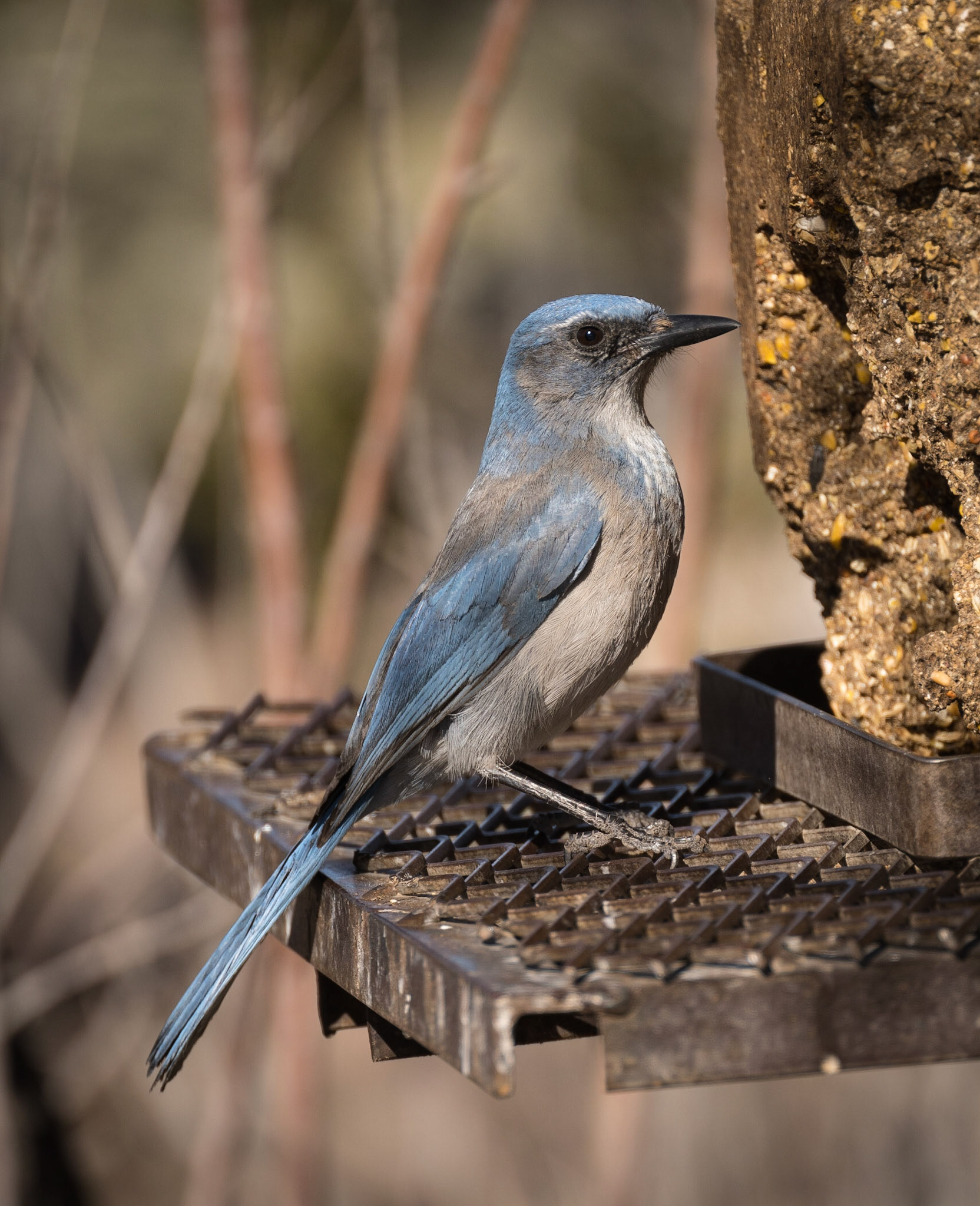 Bosque del Apache - Woodhouse's Scrub Jay