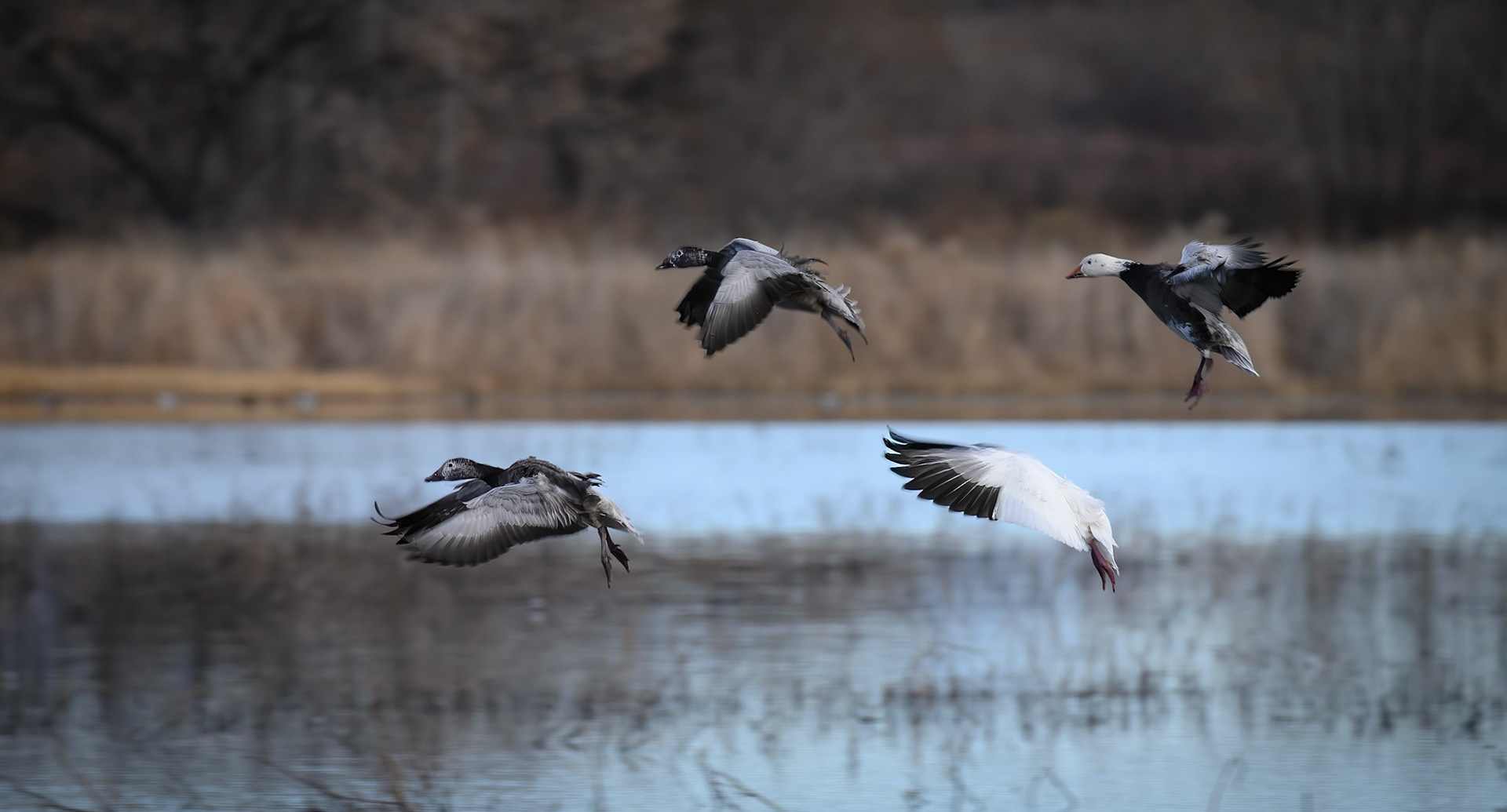 Bosque del Apache - Snow Geese