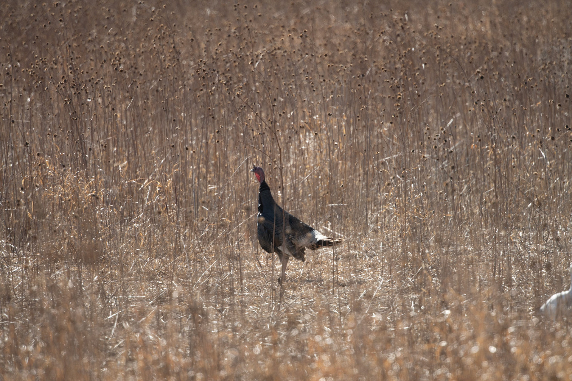 Bosque del Apache - Turkeys