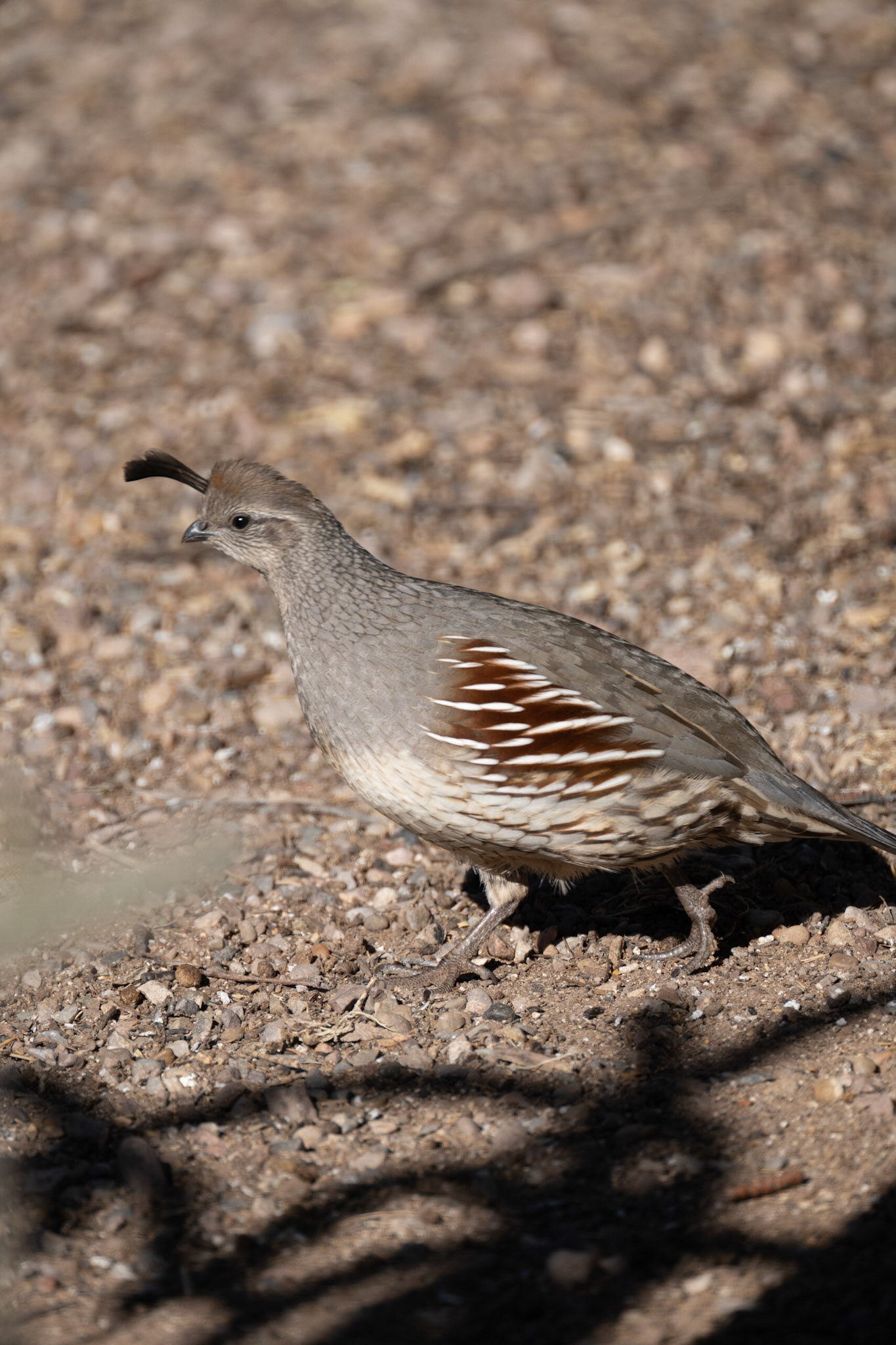 Bosque del Apache - Gambel's Quail
