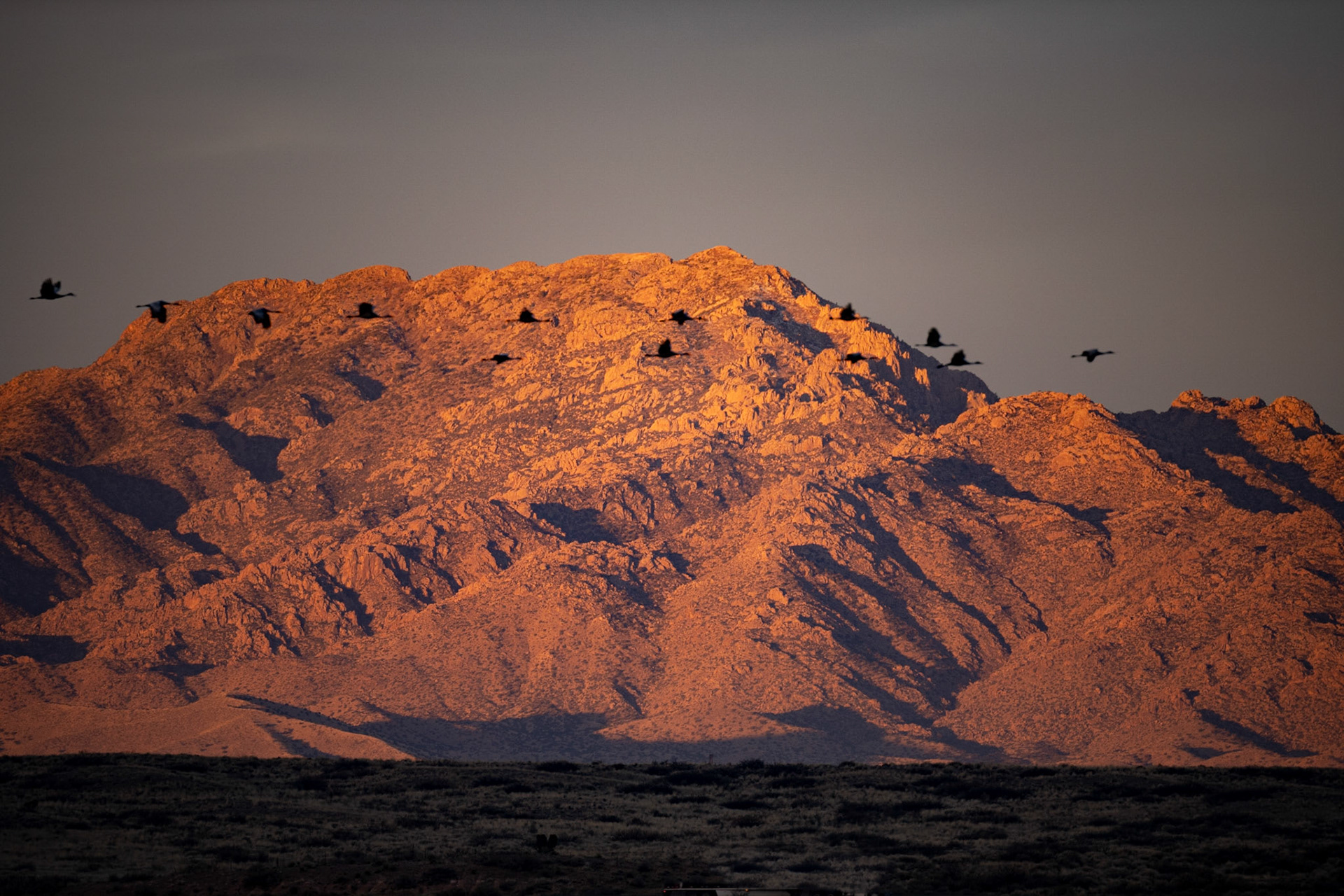 Bernado Waterfowl Management Area - Sand Hill Cranes