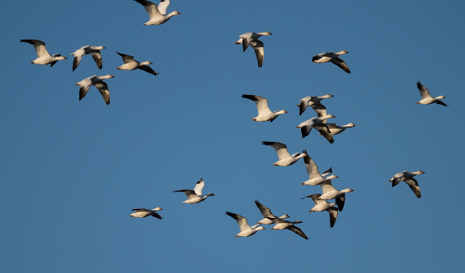 Bernado Waterfowl Management Area