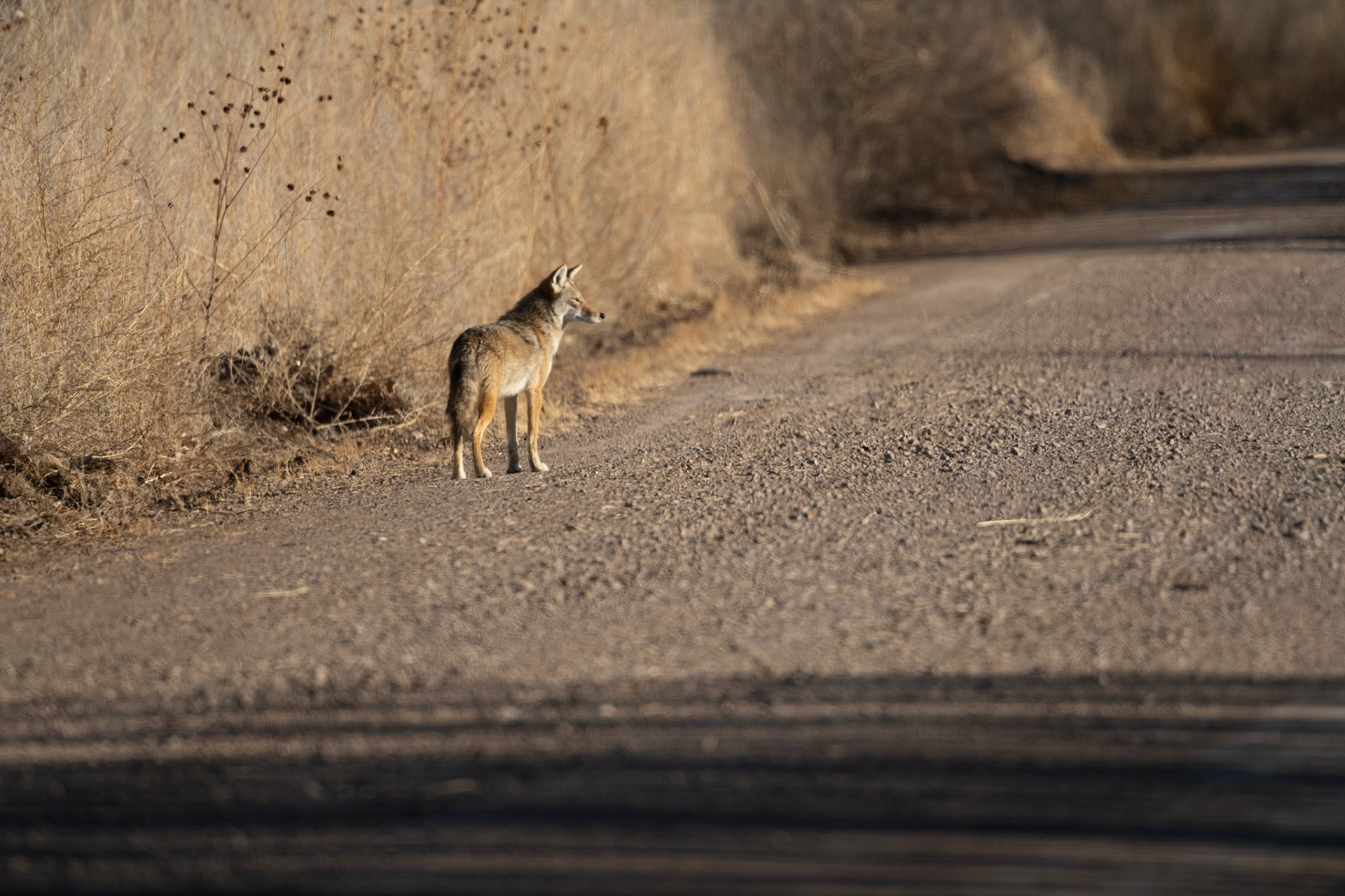Bosque del Apache - Coyote