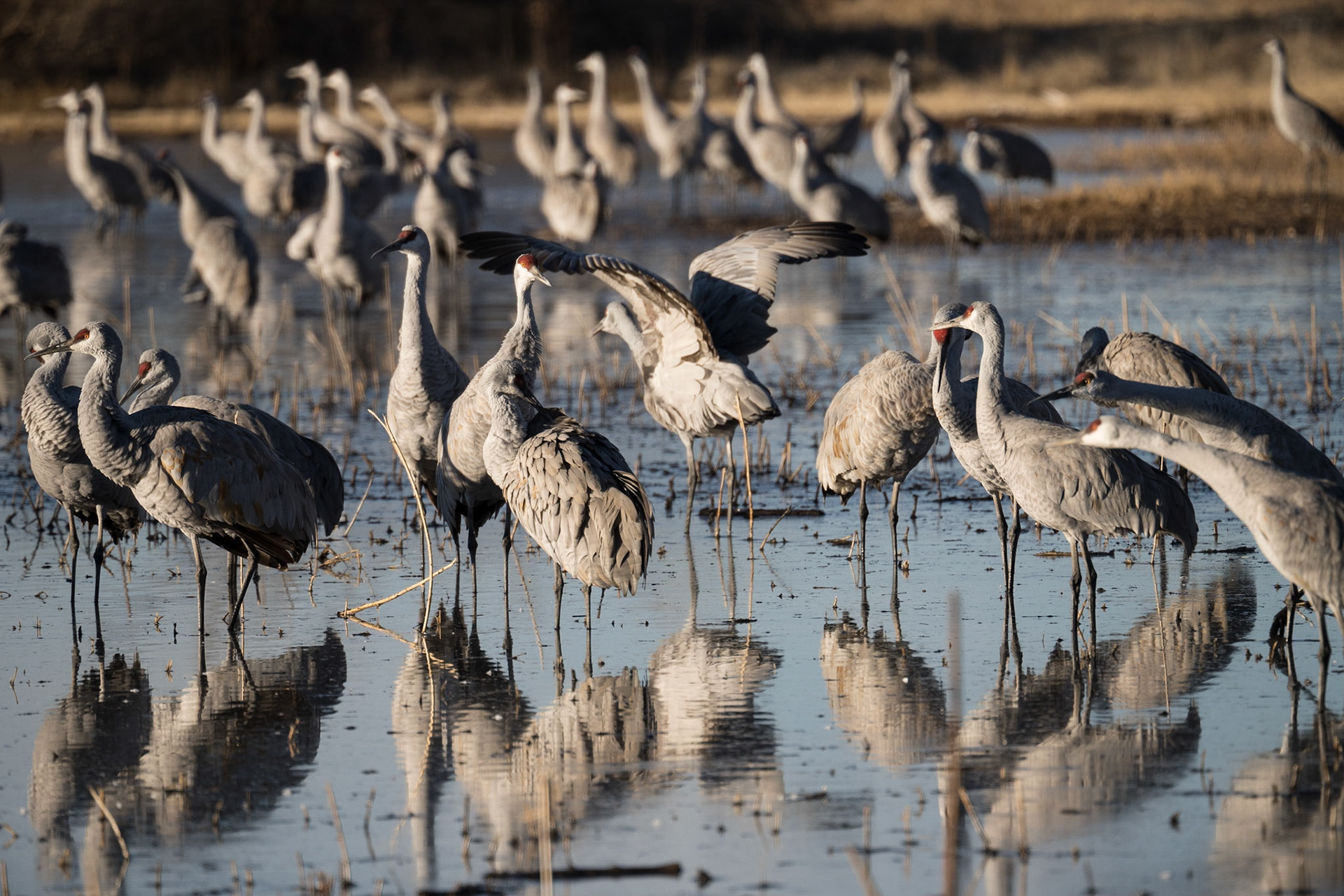 Bernado Waterfowl Management Area - Sand Hill Cranes
