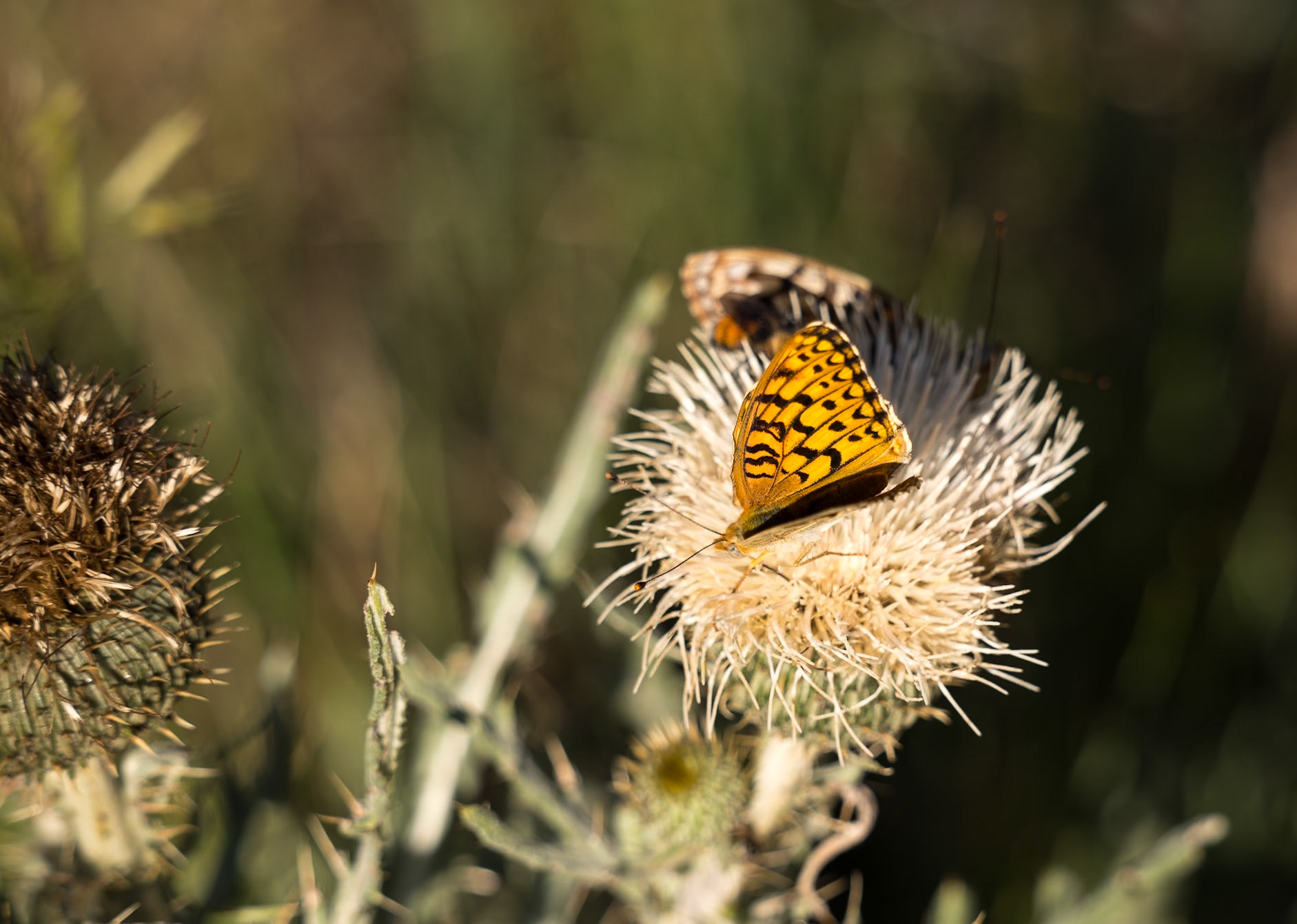 Red Mountain Natural Area - Callippe Fritillary