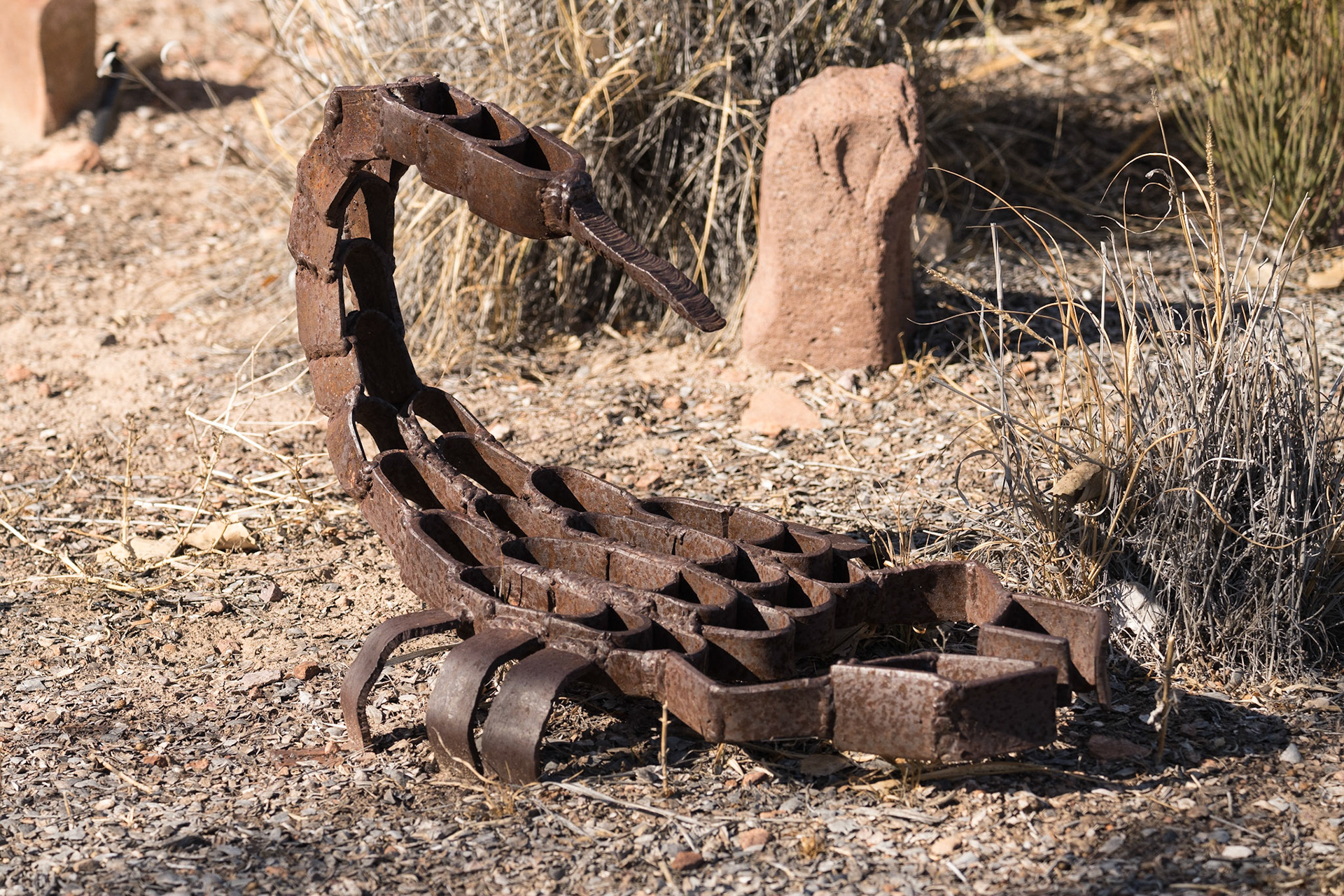 Bosque del Apache - Scorpion