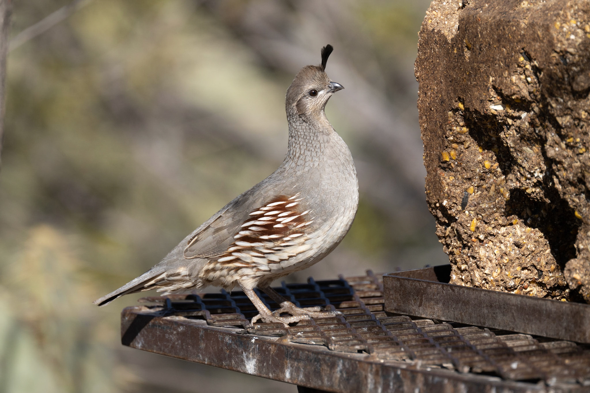 Bosque del Apache - Gambel's Quail