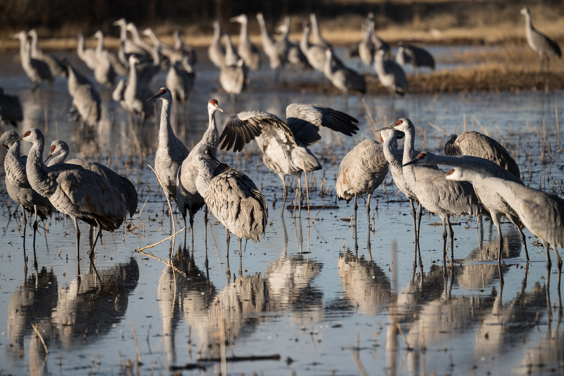 Bernado Waterfowl Management Area - Sand Hill Cranes