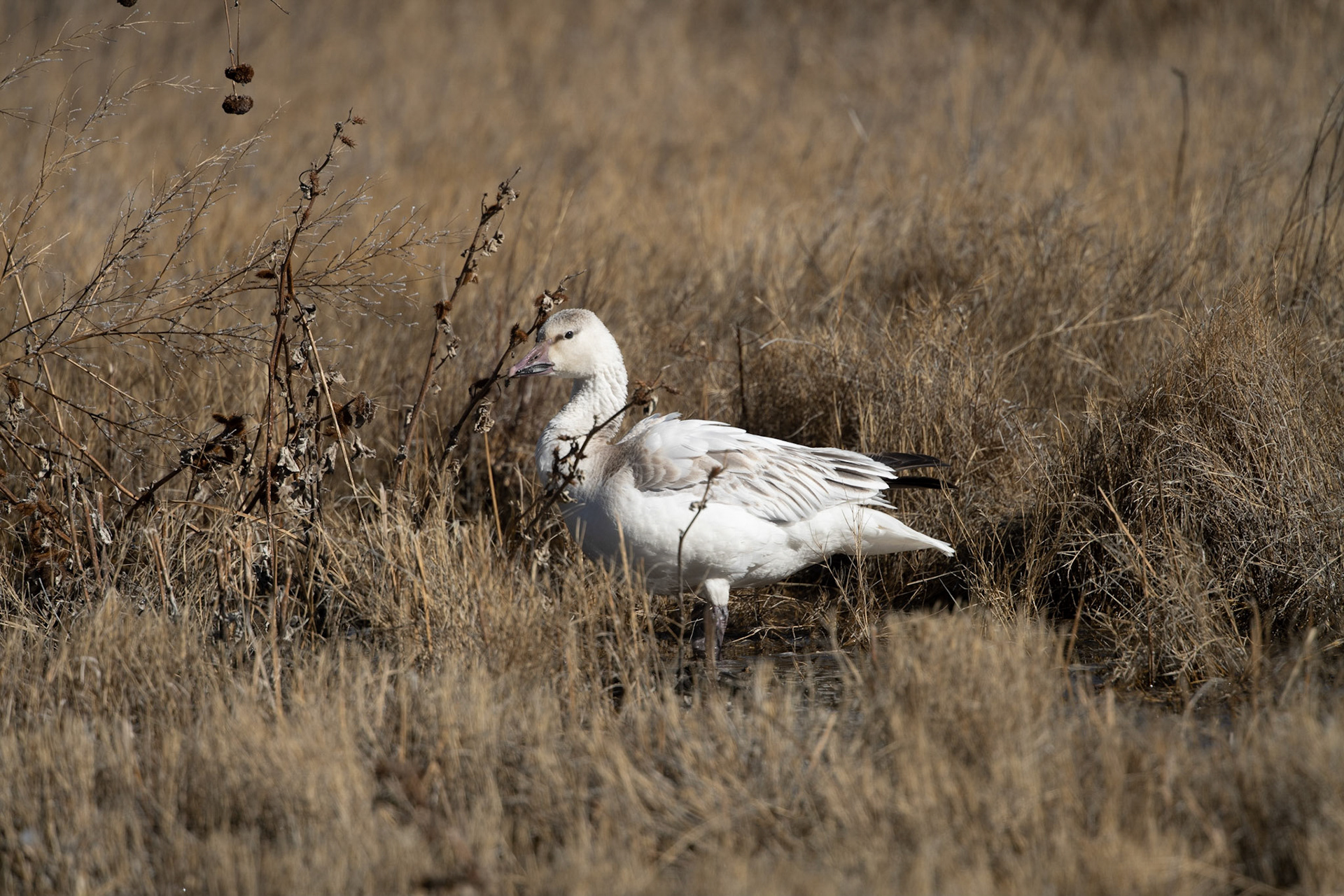 Bosque del Apache - Snow Geese