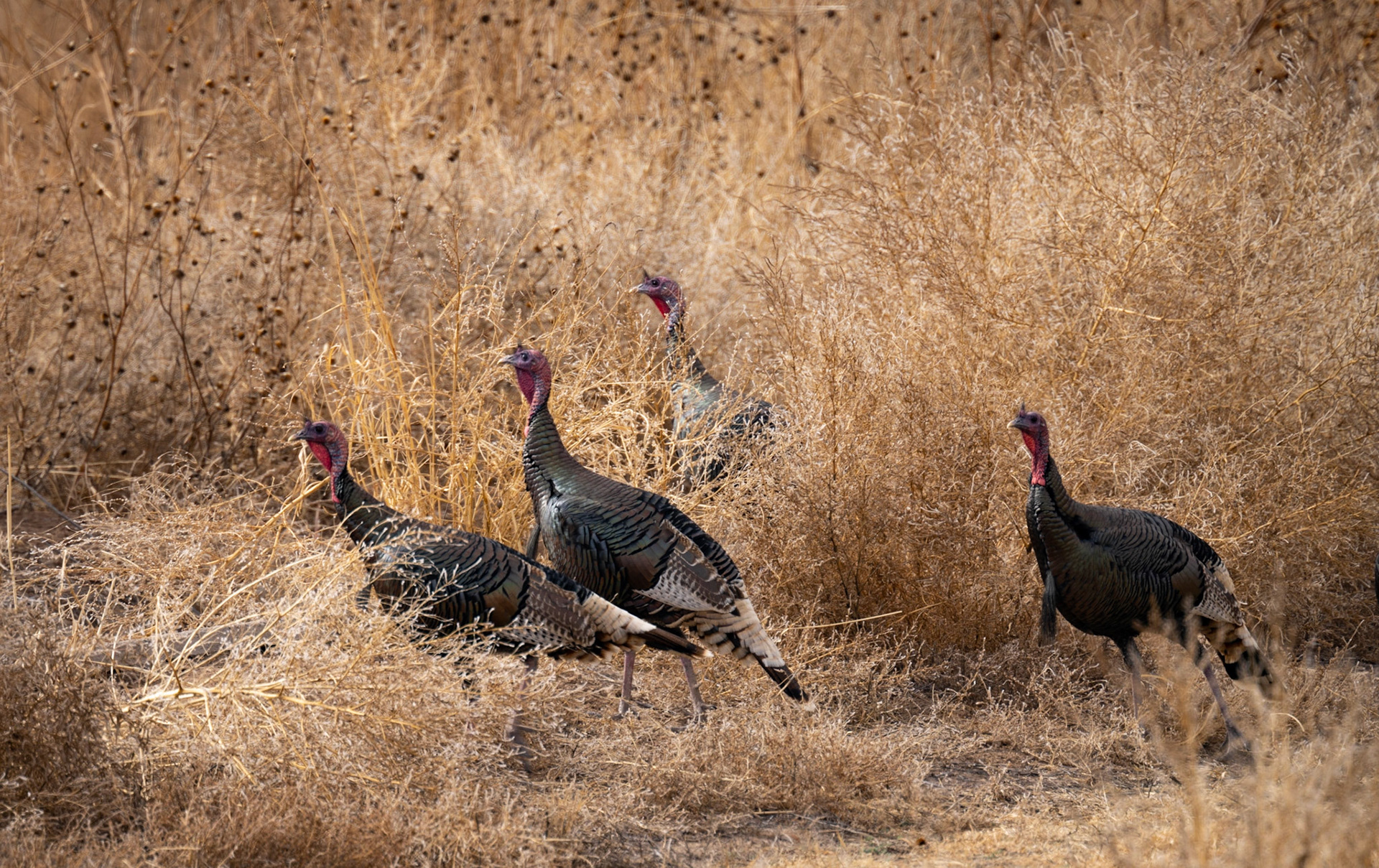 Bosque del Apache - Turkeys
