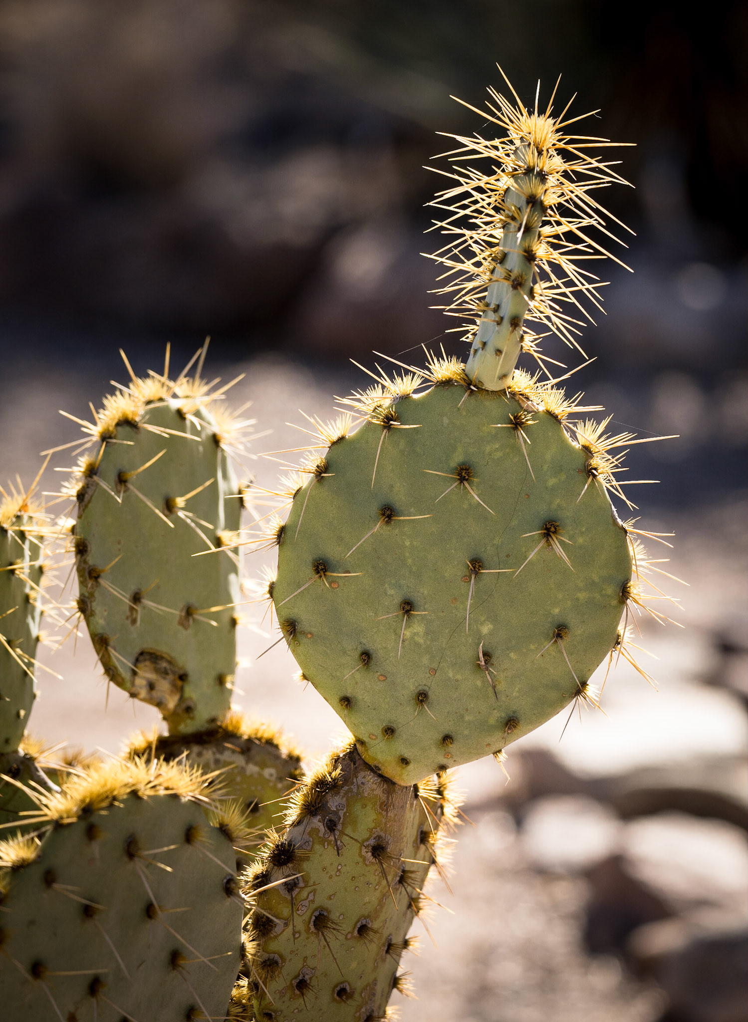 Bosque del Apache - Prickly Pear Cactus