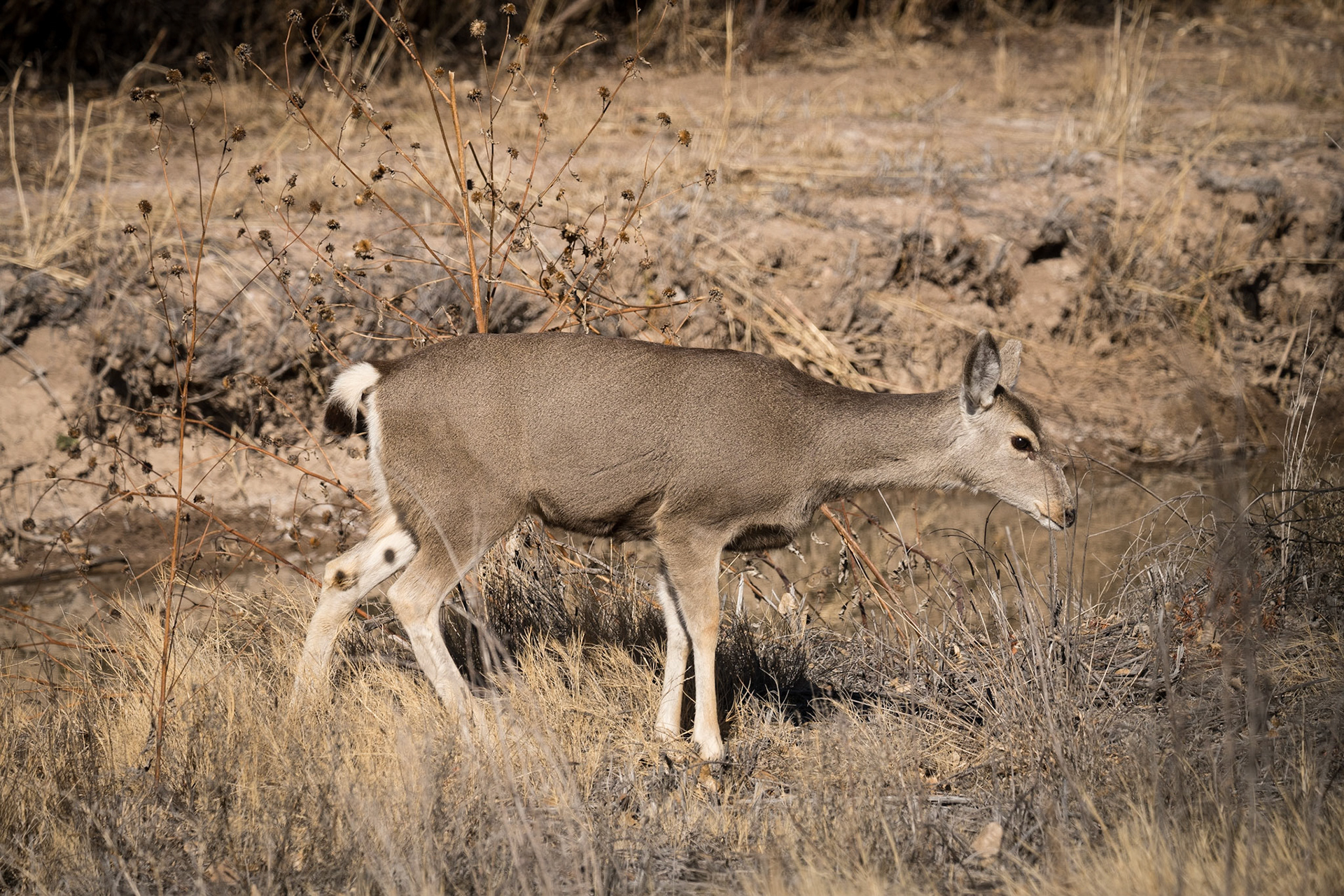 Bosque del Apache - Mule Deer