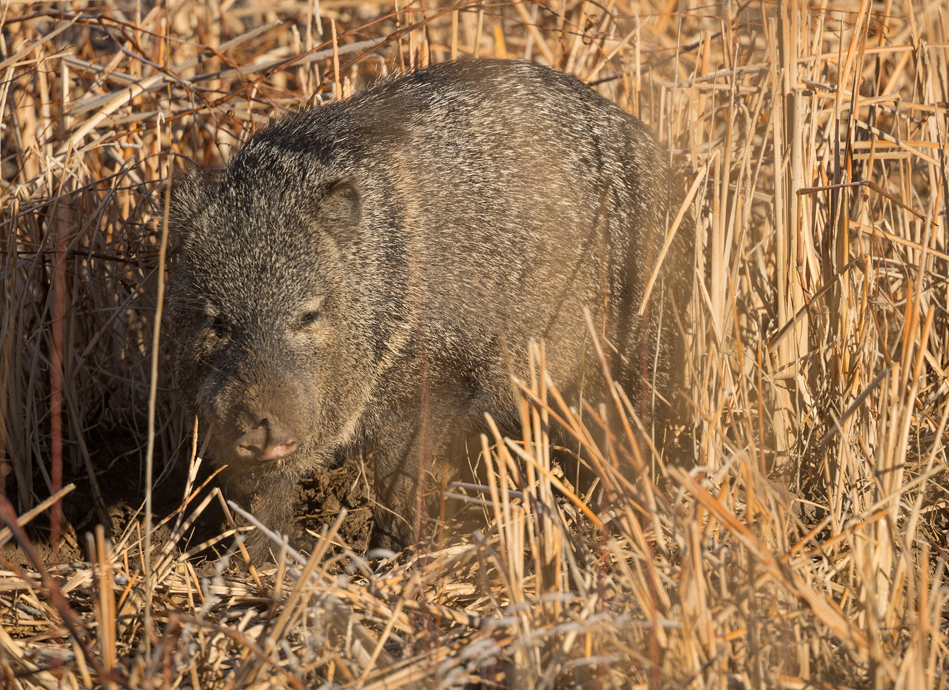 Bosque del Apache - Javelina