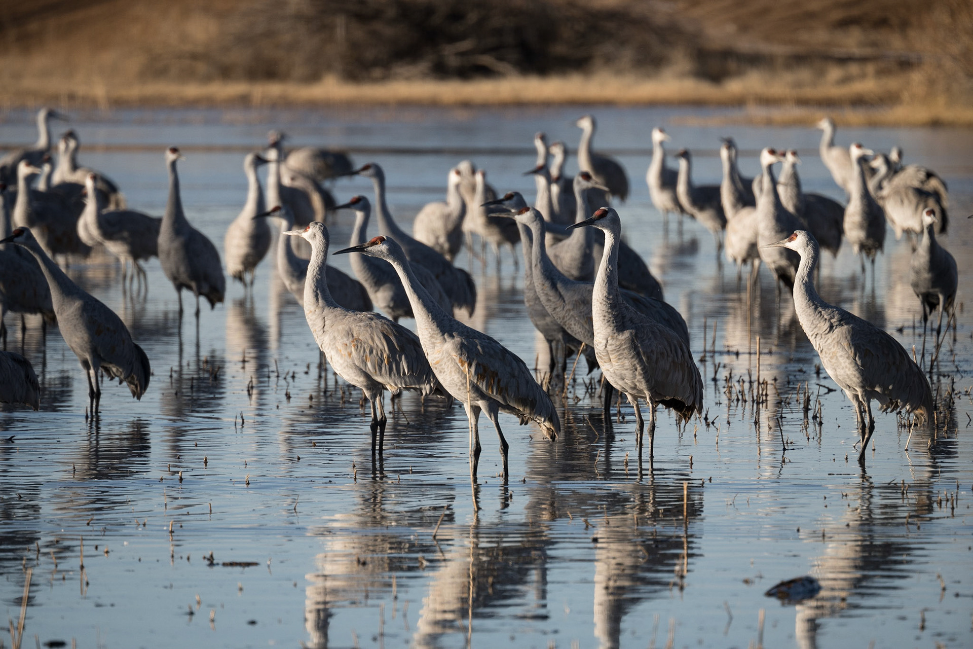 Bernado Waterfowl Management Area - Sand Hill Cranes