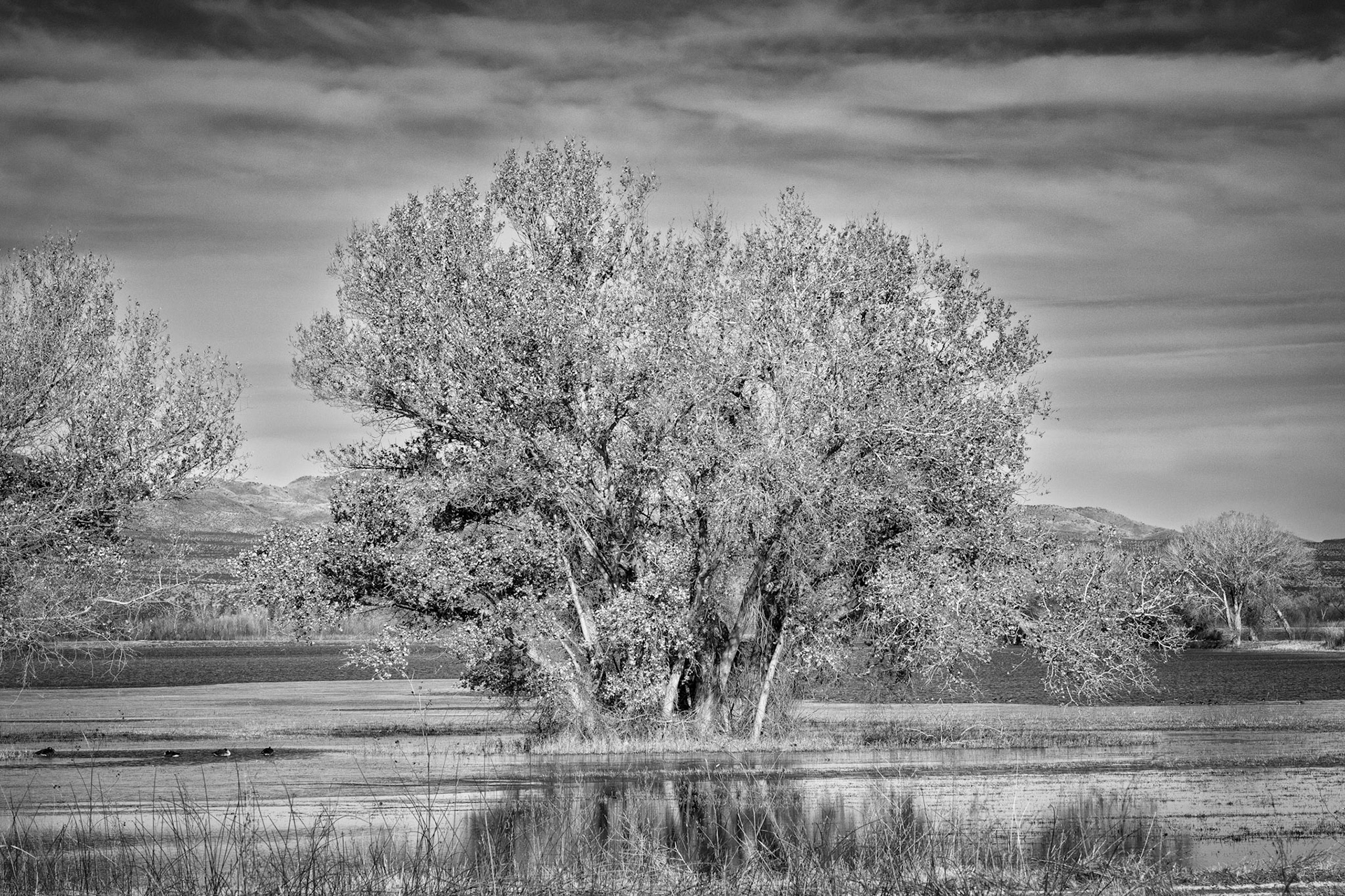 Bosque del Apache