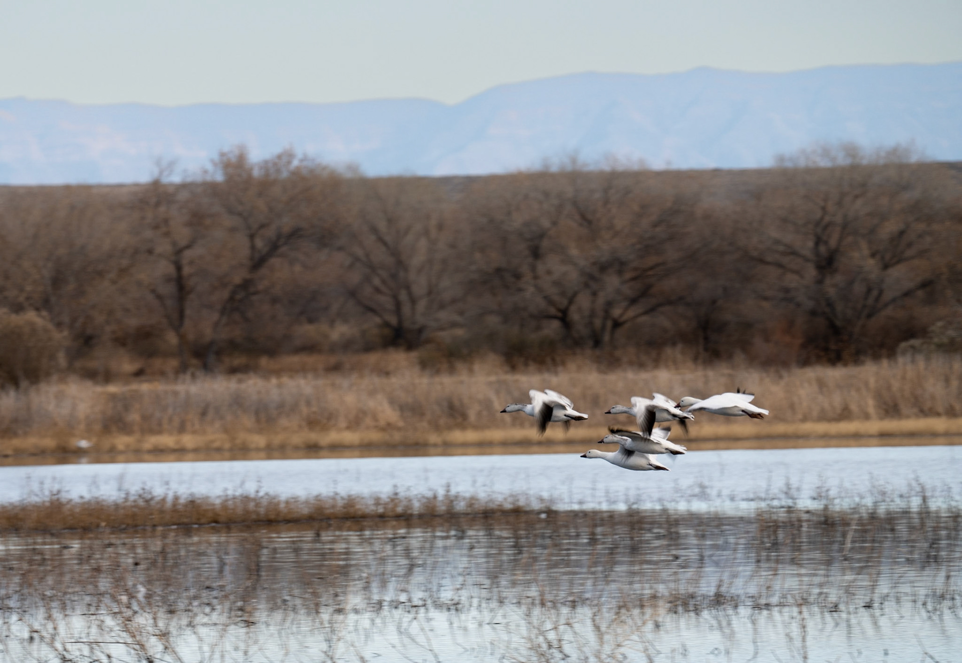 Bosque del Apache - Snow Geese