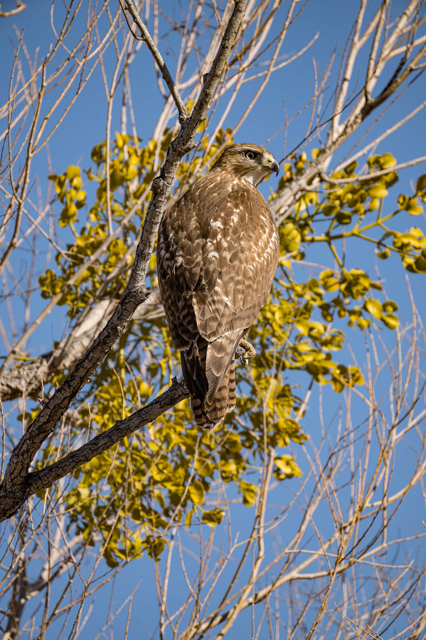 Bosque del Apache - Red Tail Hawk
