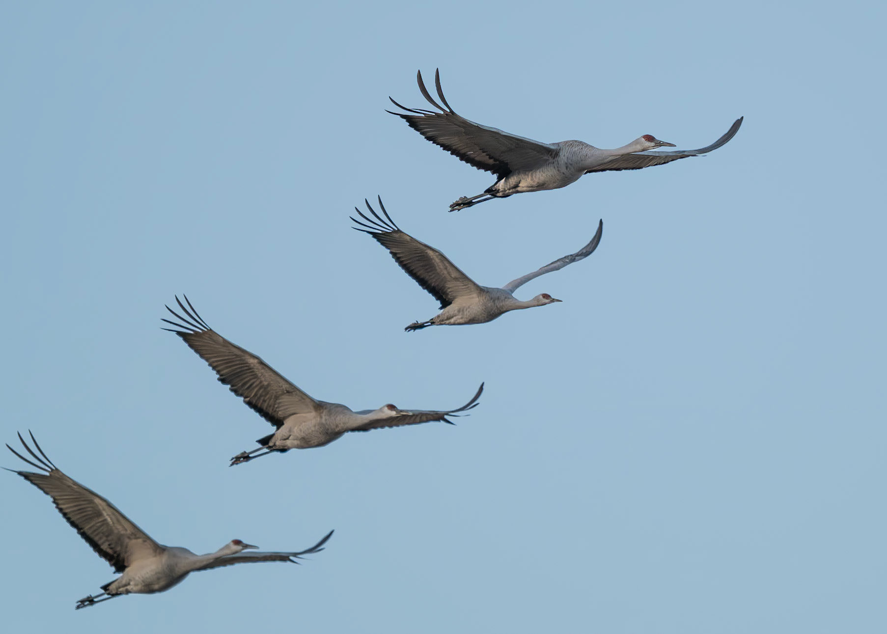 Bernado Waterfowl Management Area