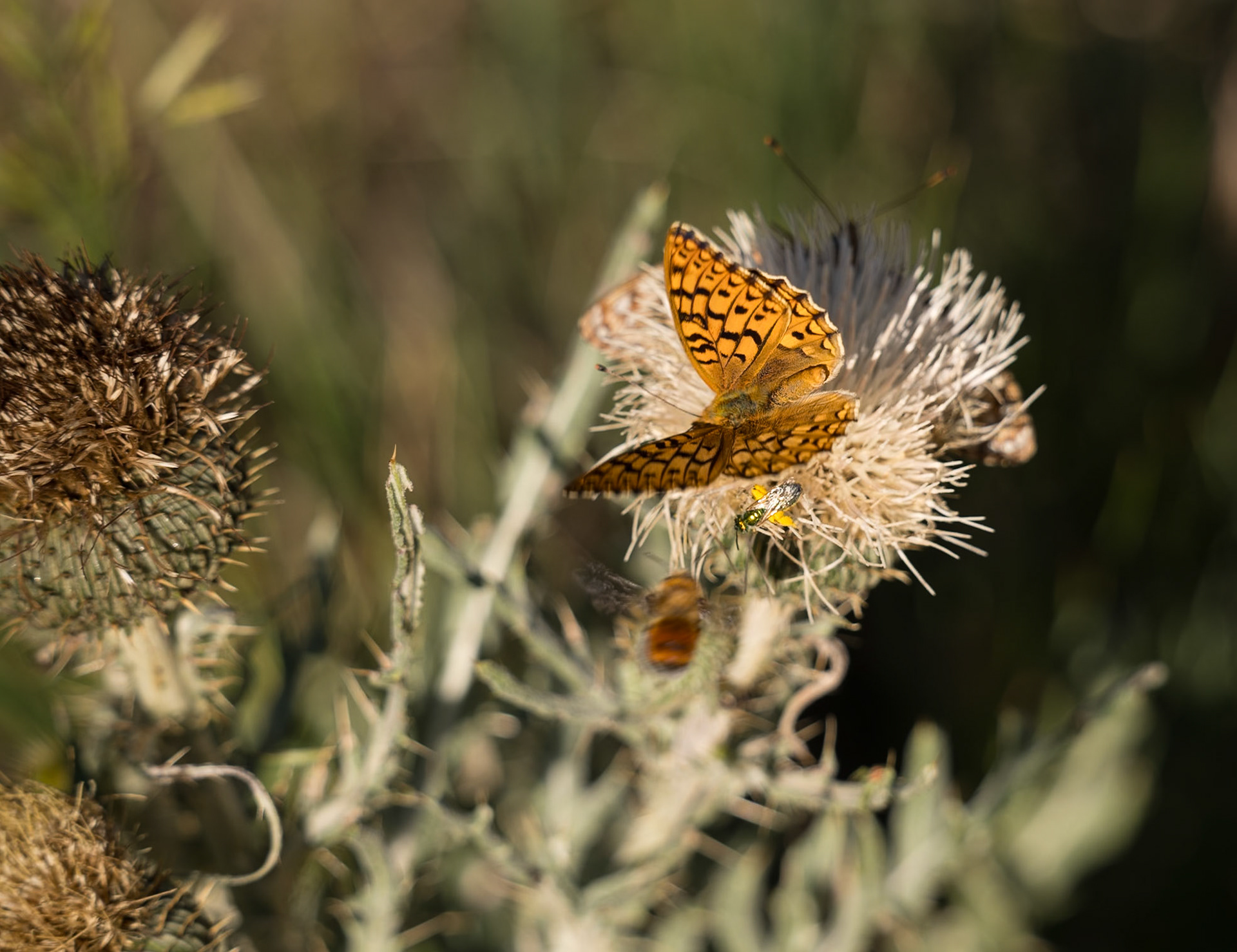 Red Mountain Natural Area - Callippe Fritillary