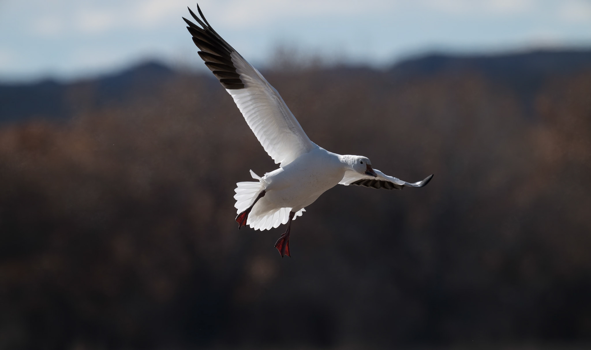 Bosque del Apache