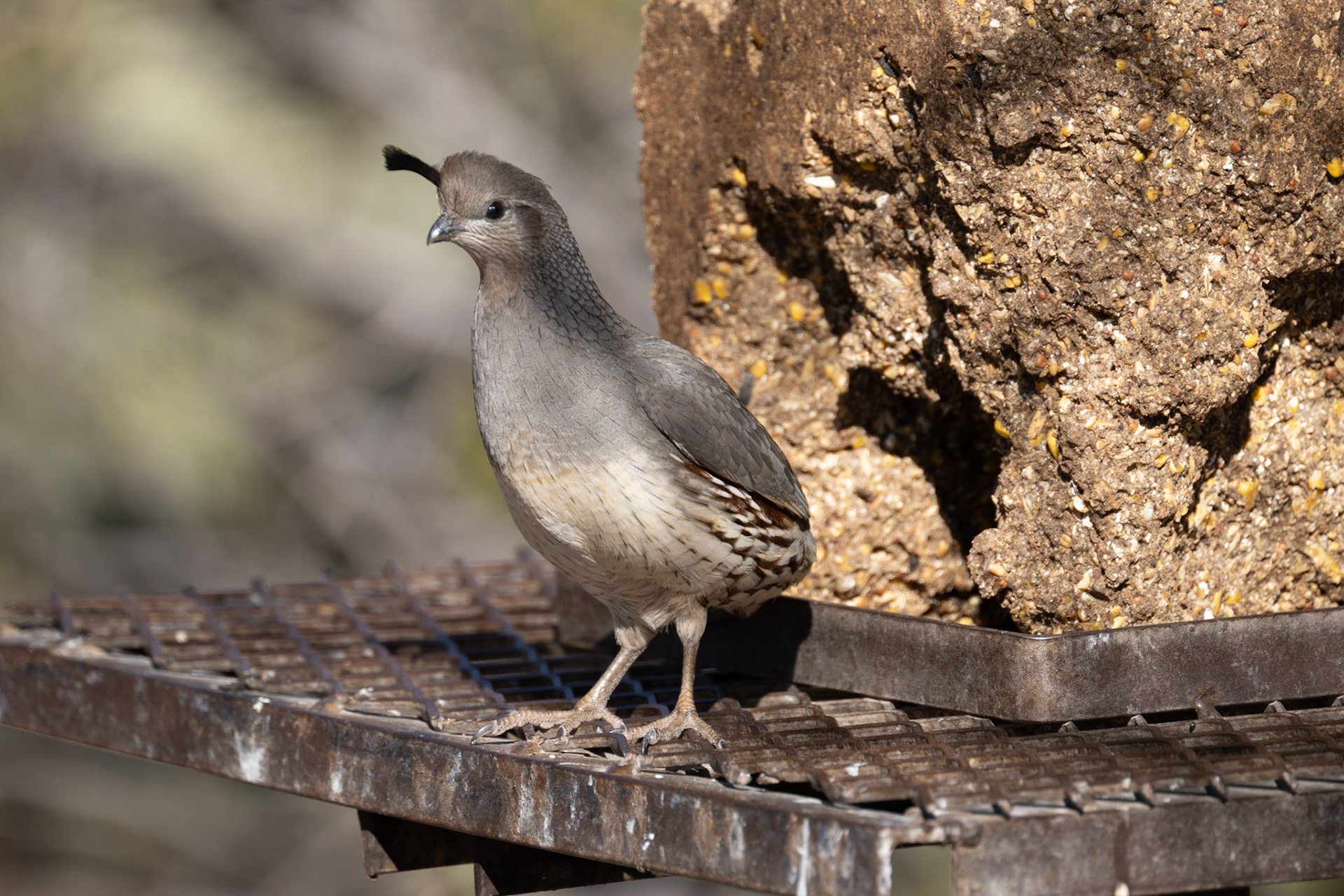 Bosque del Apache - Gambel's Quail