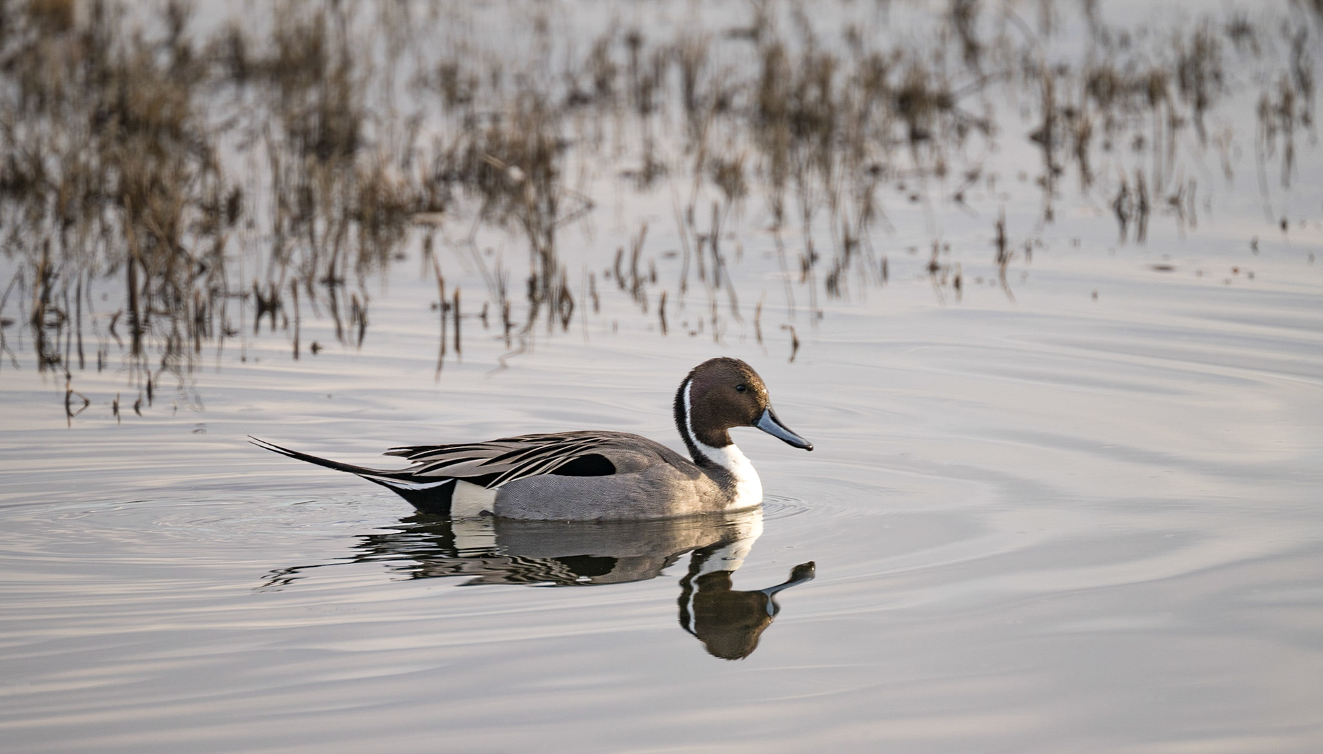 Bosque del Apache - Pintail