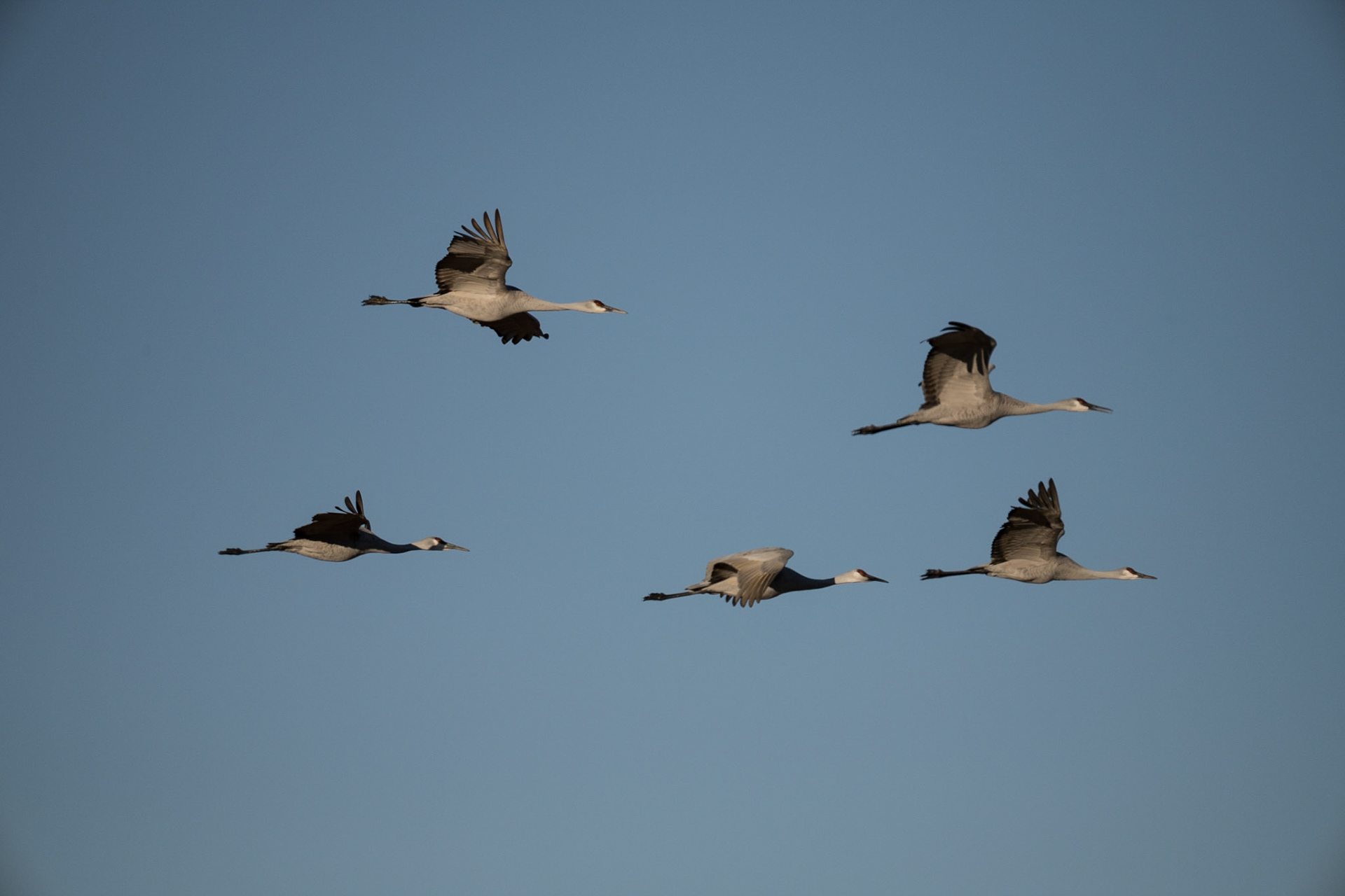 Bernado Waterfowl Management Area - Sand Hill Cranes