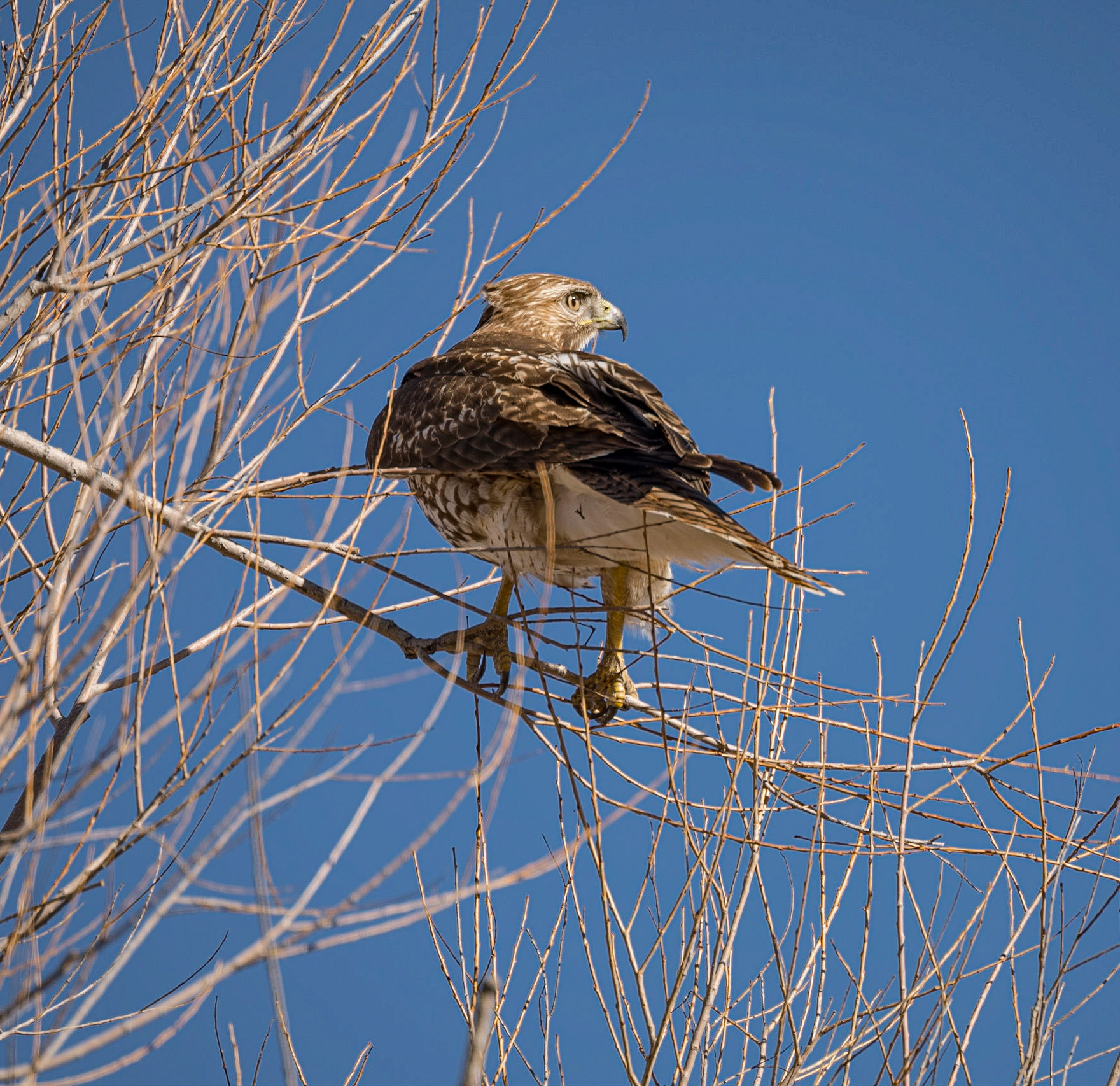 Bosque del Apache - Red Tail Hawk