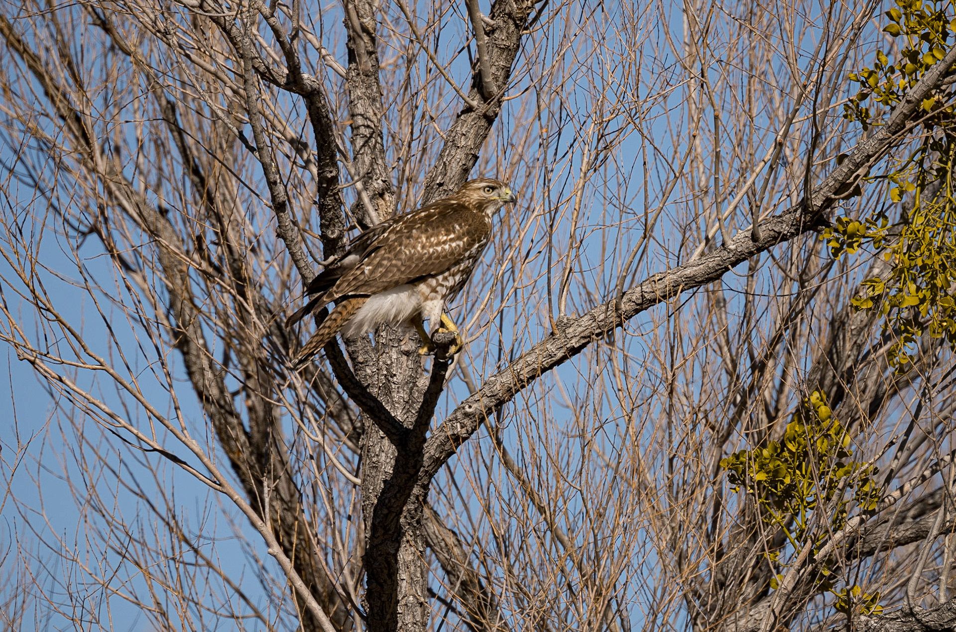 Bosque del Apache - Red Tail Hawk