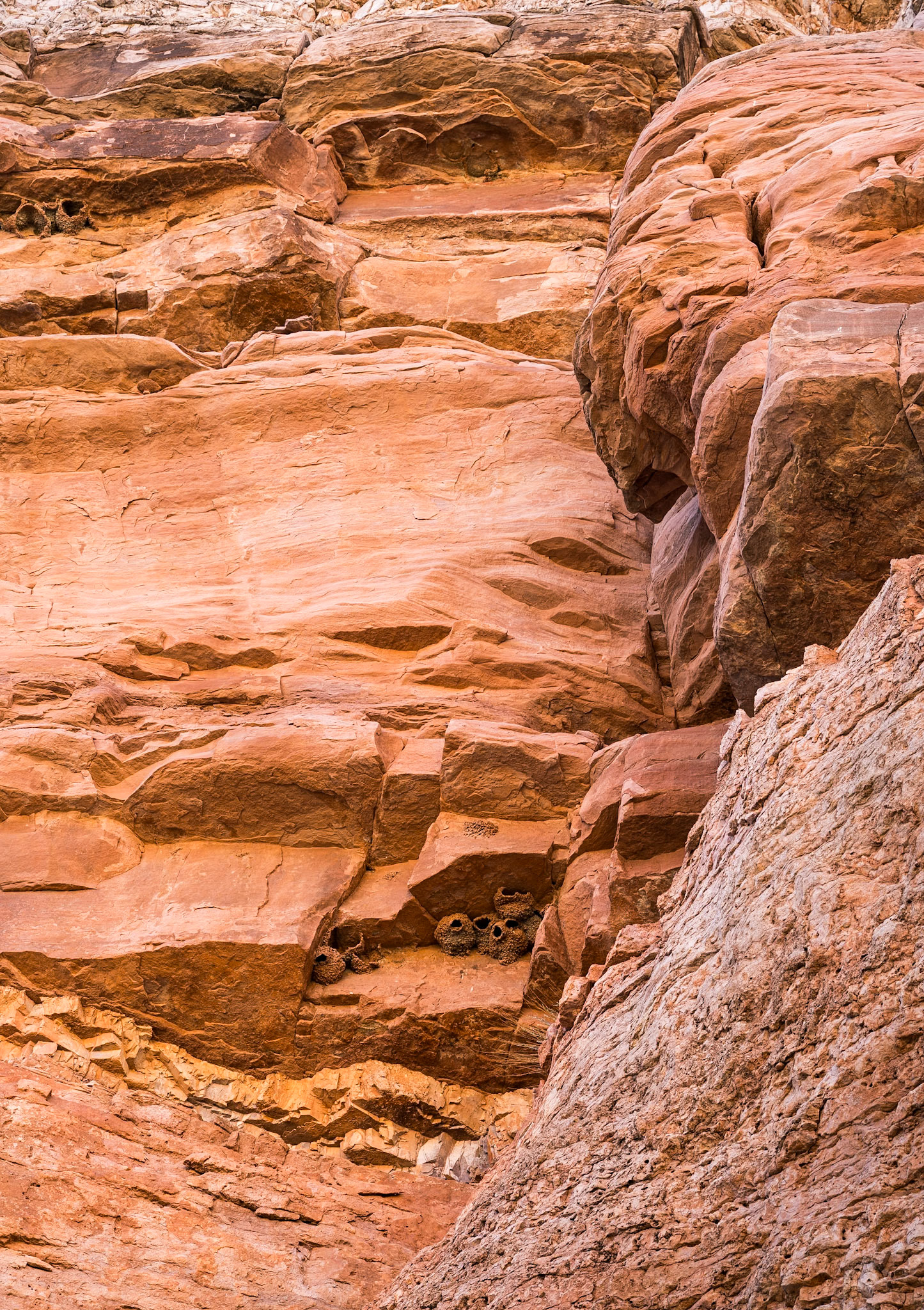 Red Mountain Natural Area