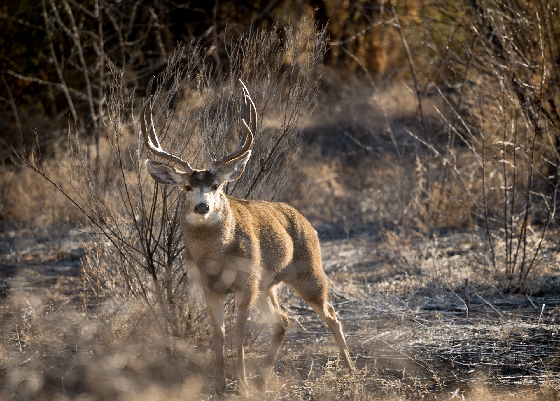 Bosque del Apache - Mule Deer