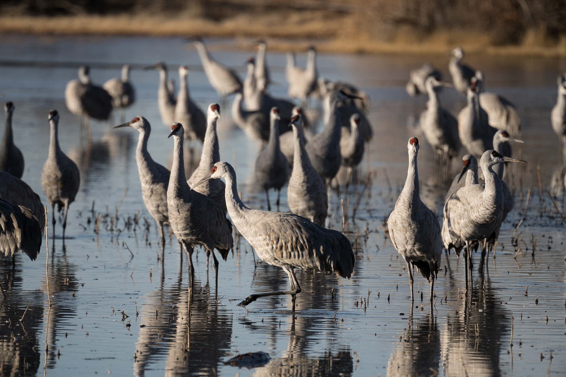 Bernado Waterfowl Management Area - Sand Hill Cranes