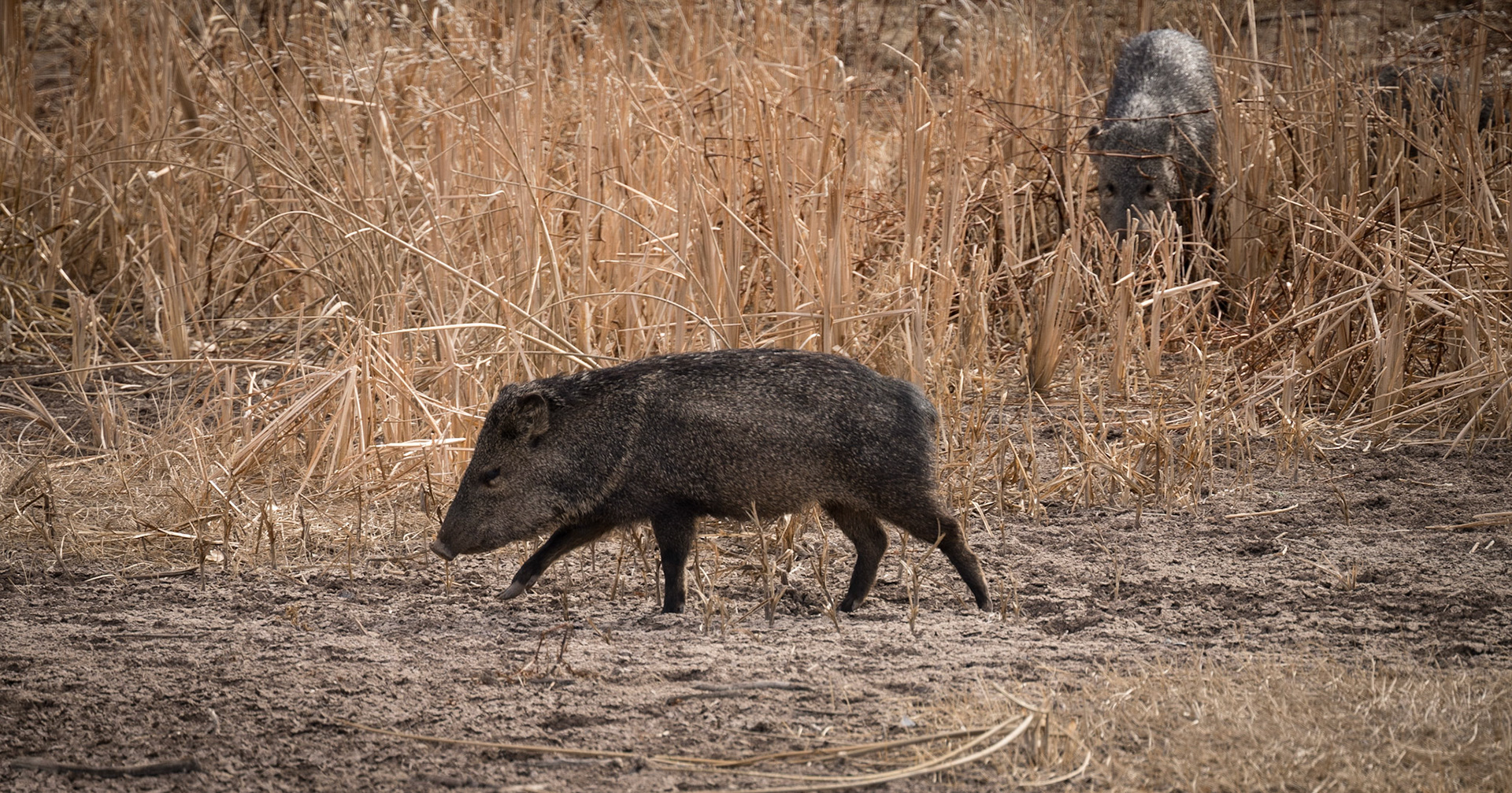 Bosque del Apache - Javelina