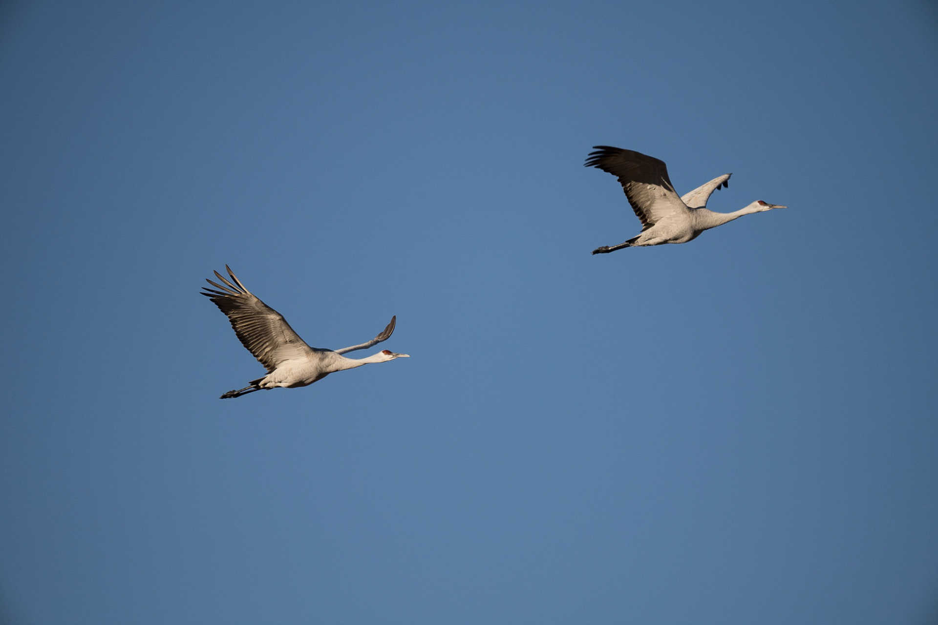 Bernado Waterfowl Management Area - Sand Hill Cranes