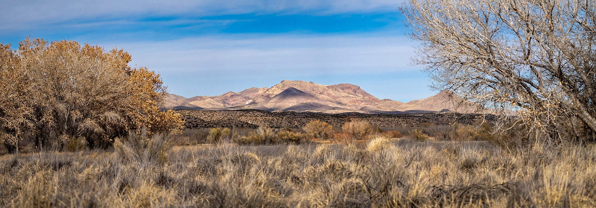 Bosque del Apache