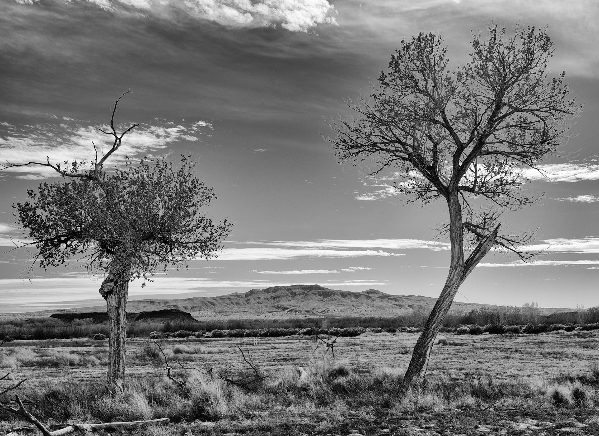 Bosque del Apache