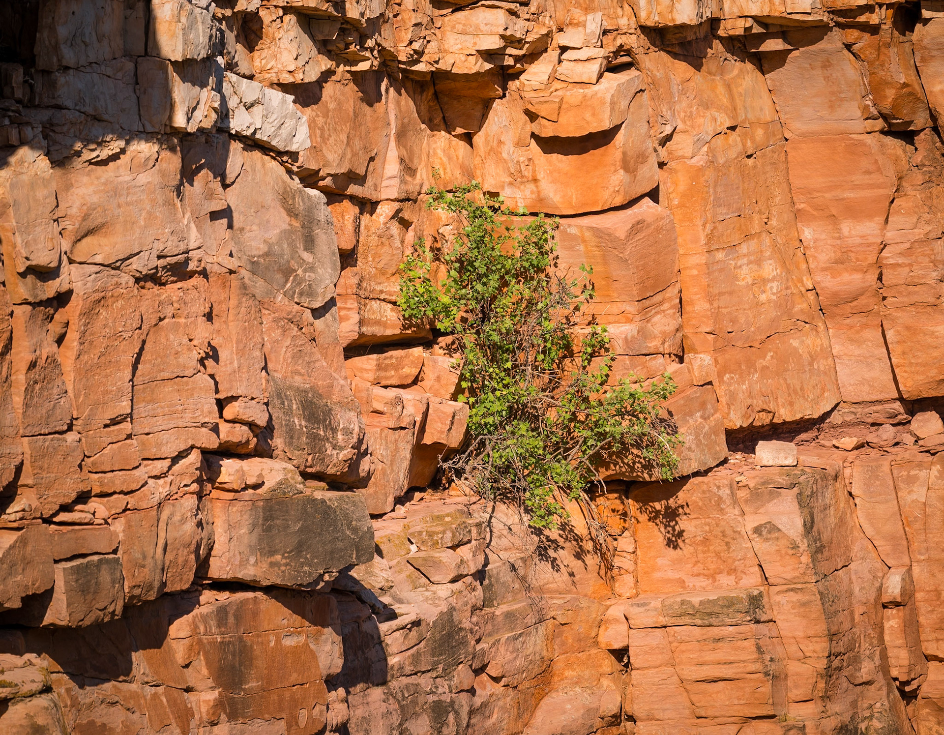 Red Mountain Natural Area