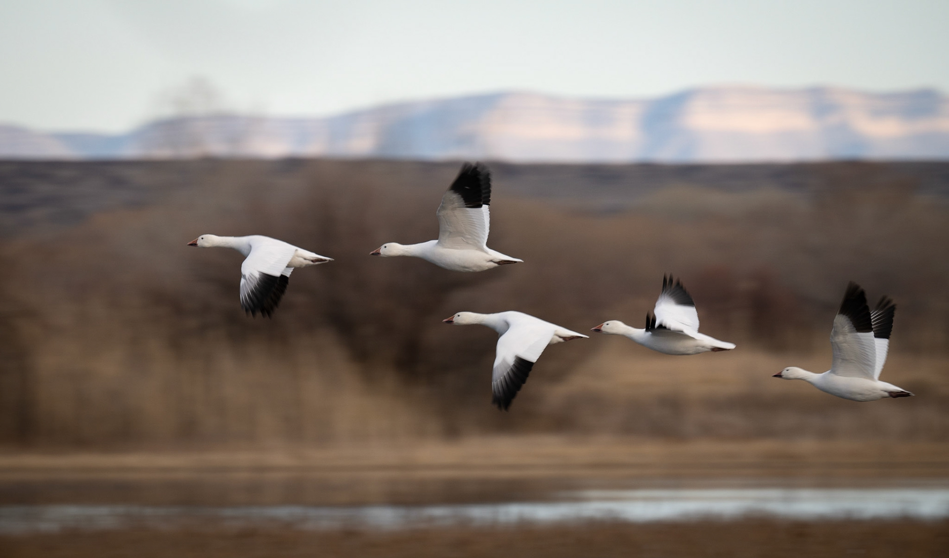 Bosque del Apache - Snow Geese