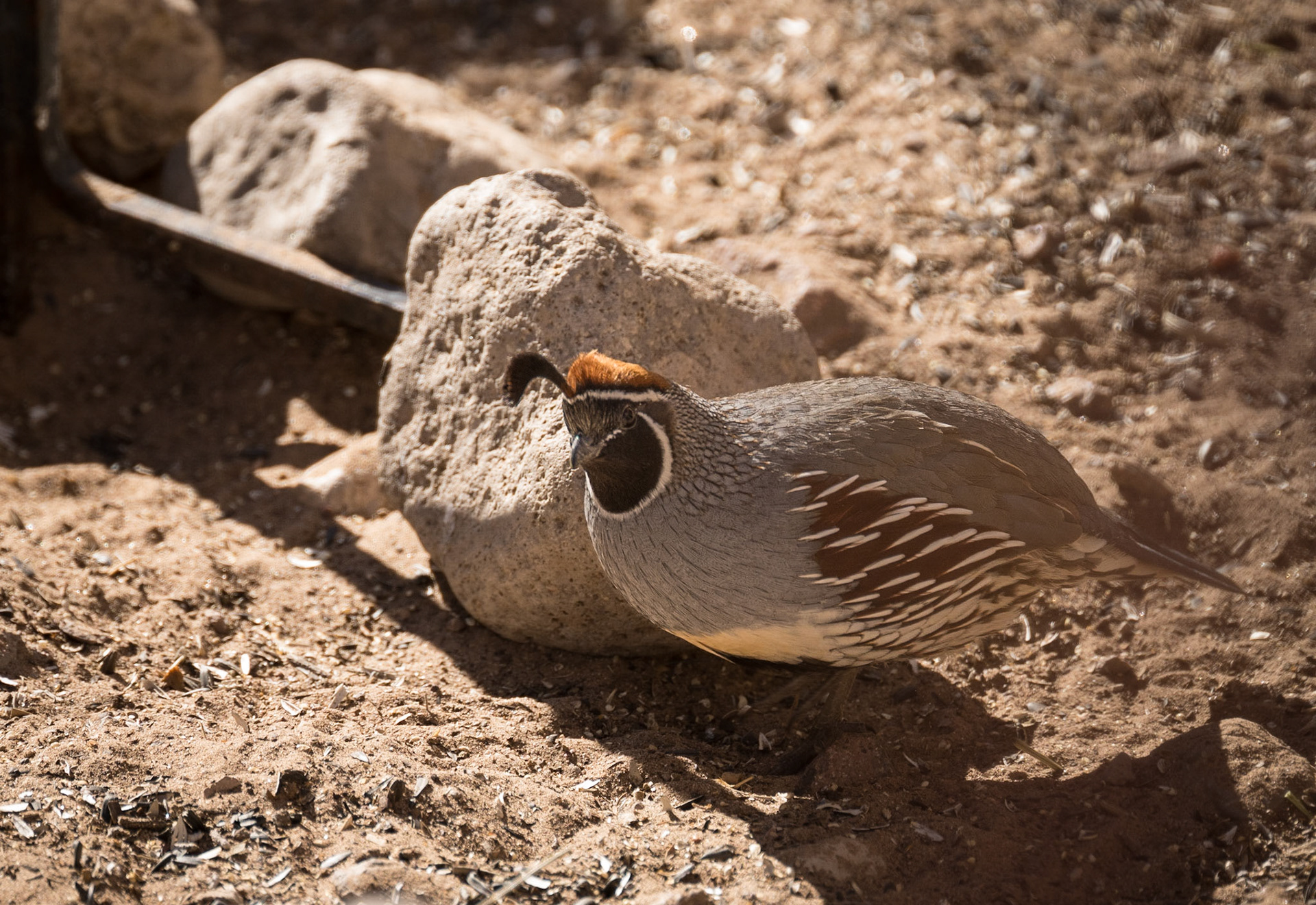 Bosque del Apache - Gambel's Quail