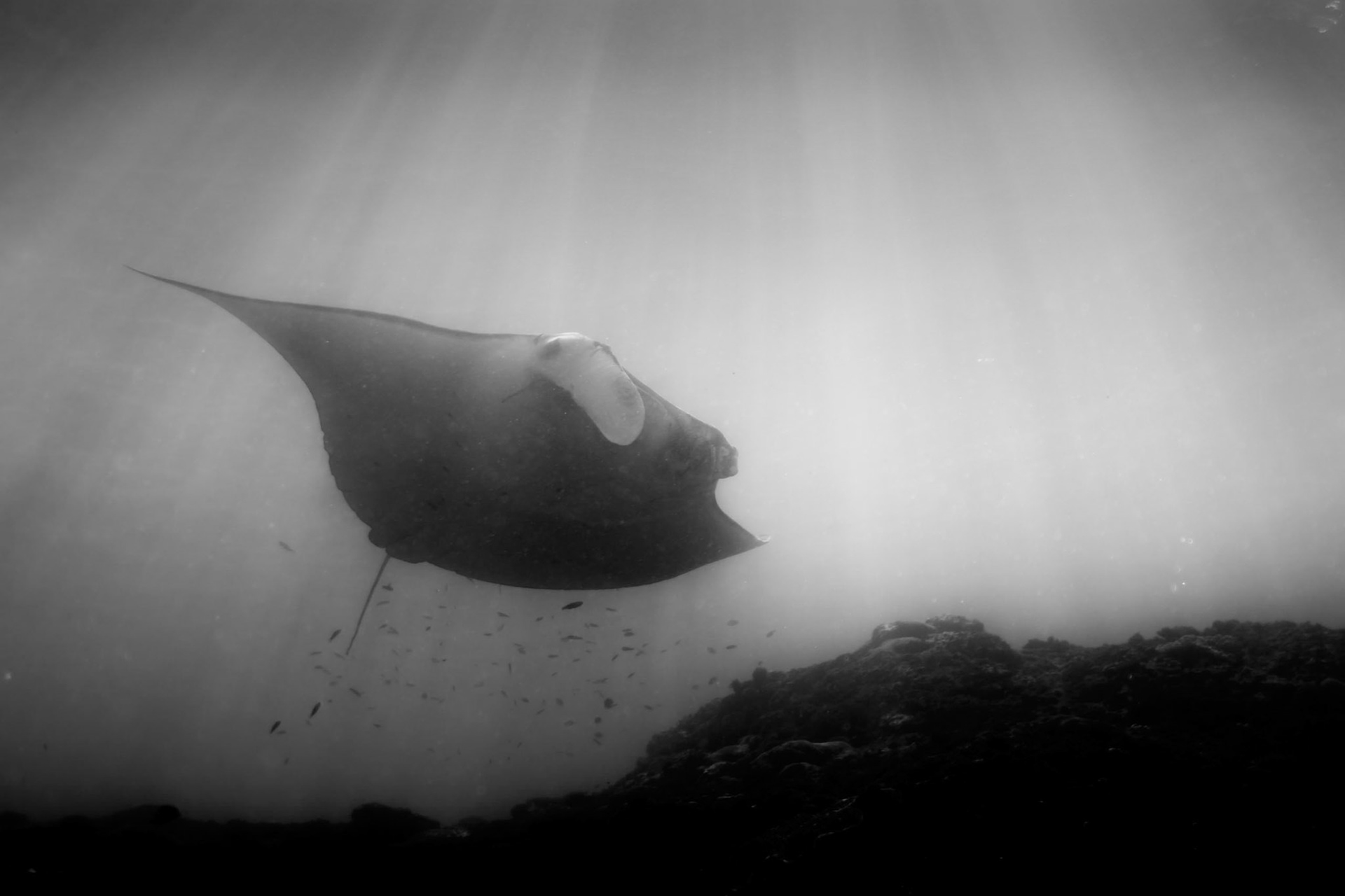 Manta Point, Bali 2013