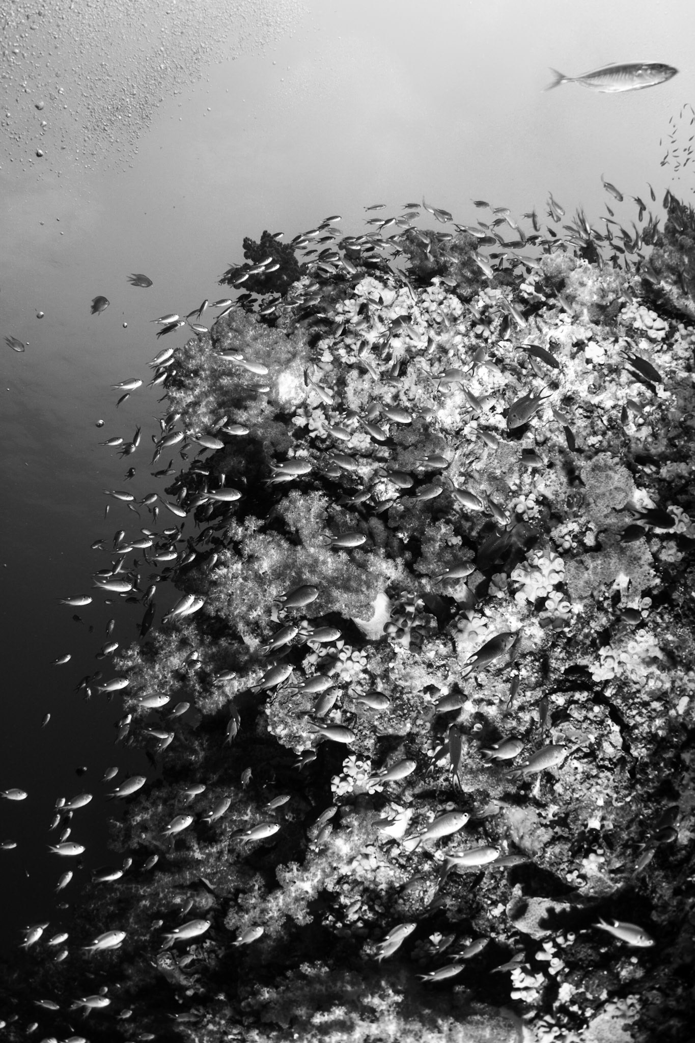 Richelieu Rock, Andaman Sea, Thailand