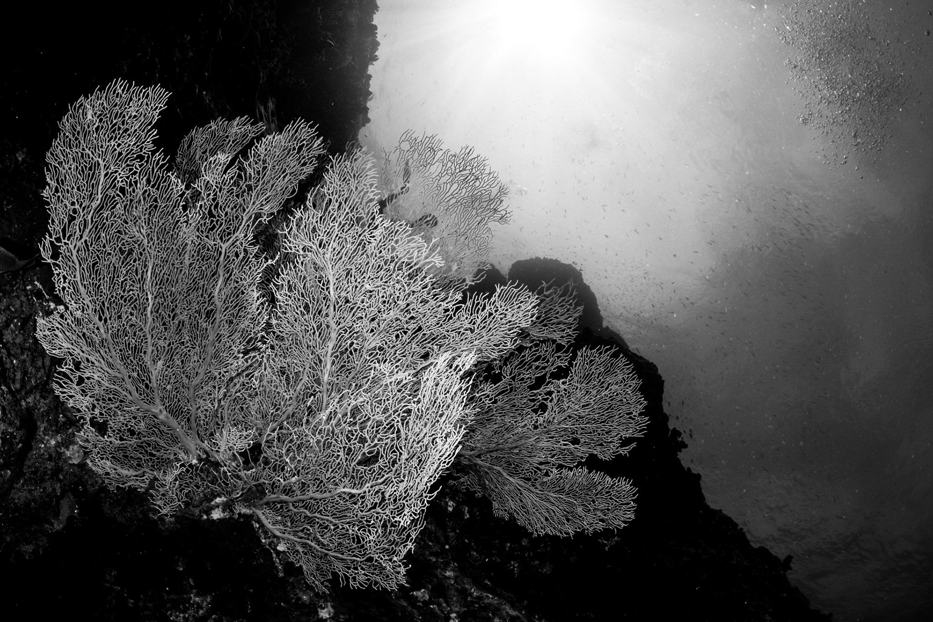 Richelieu Rock, Andaman Sea, Thailand